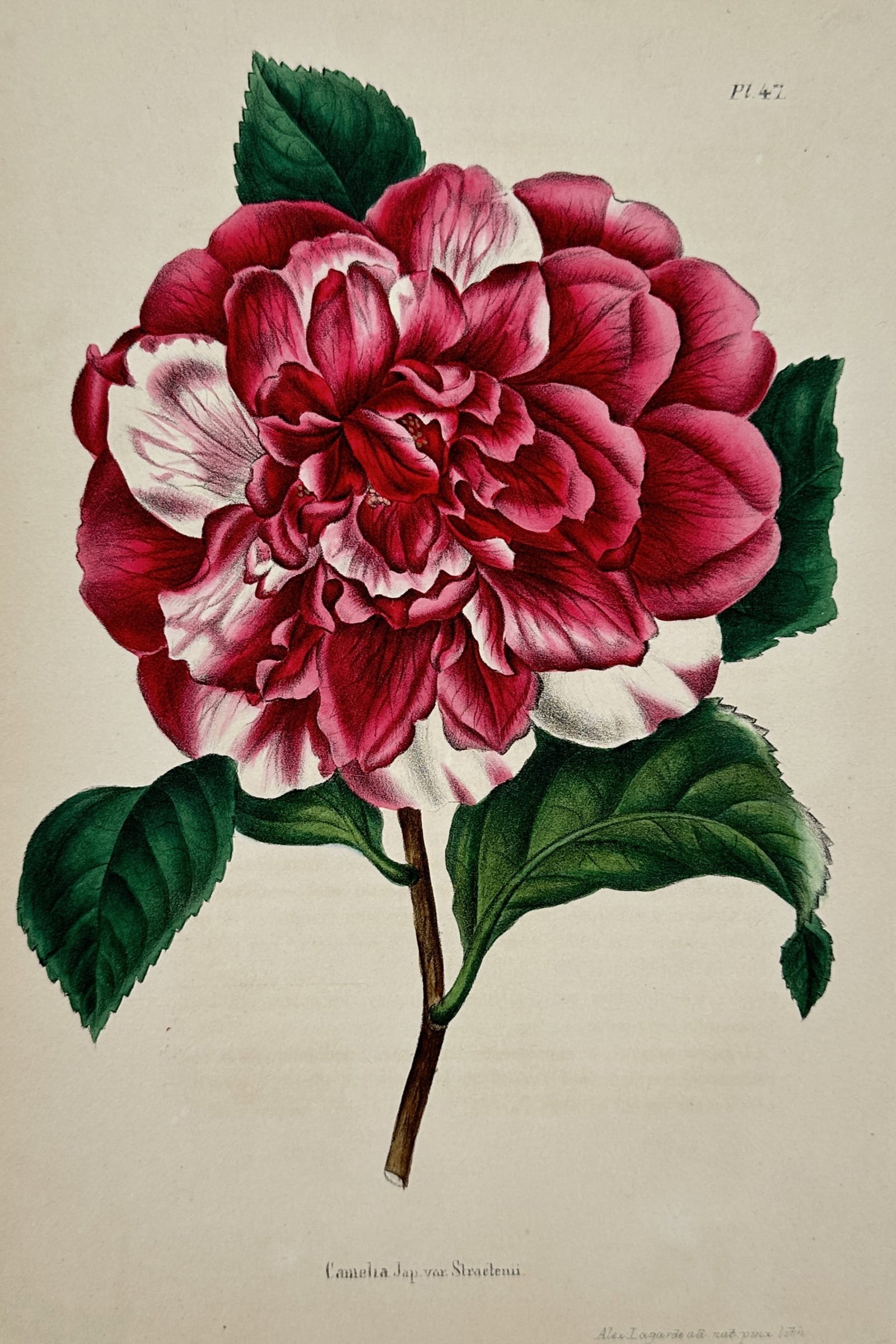 Alex Lagarde – View of a Camellia Japonica Strazzula – Hand-coloured lithograph (1845) (1 of 2)