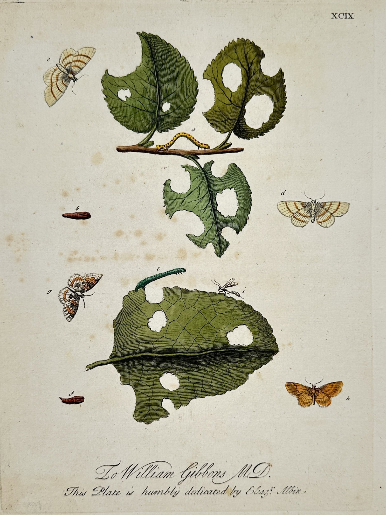 Eleazar Albin – View of Moths with Caterpillars and Damaged Leaves – Hand-coloured etching: This work illustrates various life stages of moths, including caterpillars, pupae, and winged adults, shown alongside the specific leaves they consume. The composition depicts the insects in naturalis