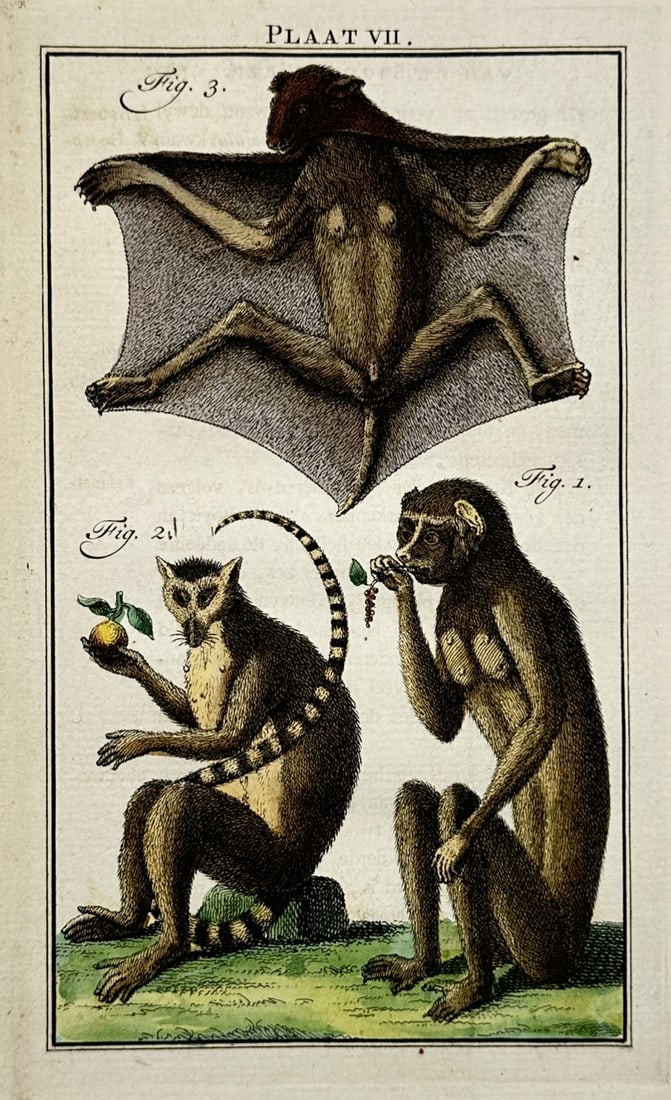 Georges-Louis Leclerc, Comte de Buffon – View of a Flying Lemur – Hand-coloured copper engraving: This botanical and zoological plate illustrates three distinct primates or related mammals. The upper section features a flying lemur (colugo) with its gliding membrane fully extended. The lower secti