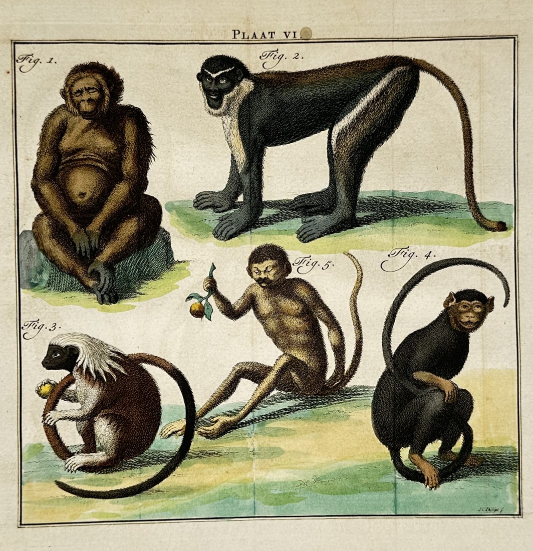 Georges-Louis Leclerc, Comte de Buffon – View of Various Animal Species: This work presents a diverse zoological study featuring several animal species, including a bat with outstretched wings in the upper section and various small mammals and birds below. The plate illust