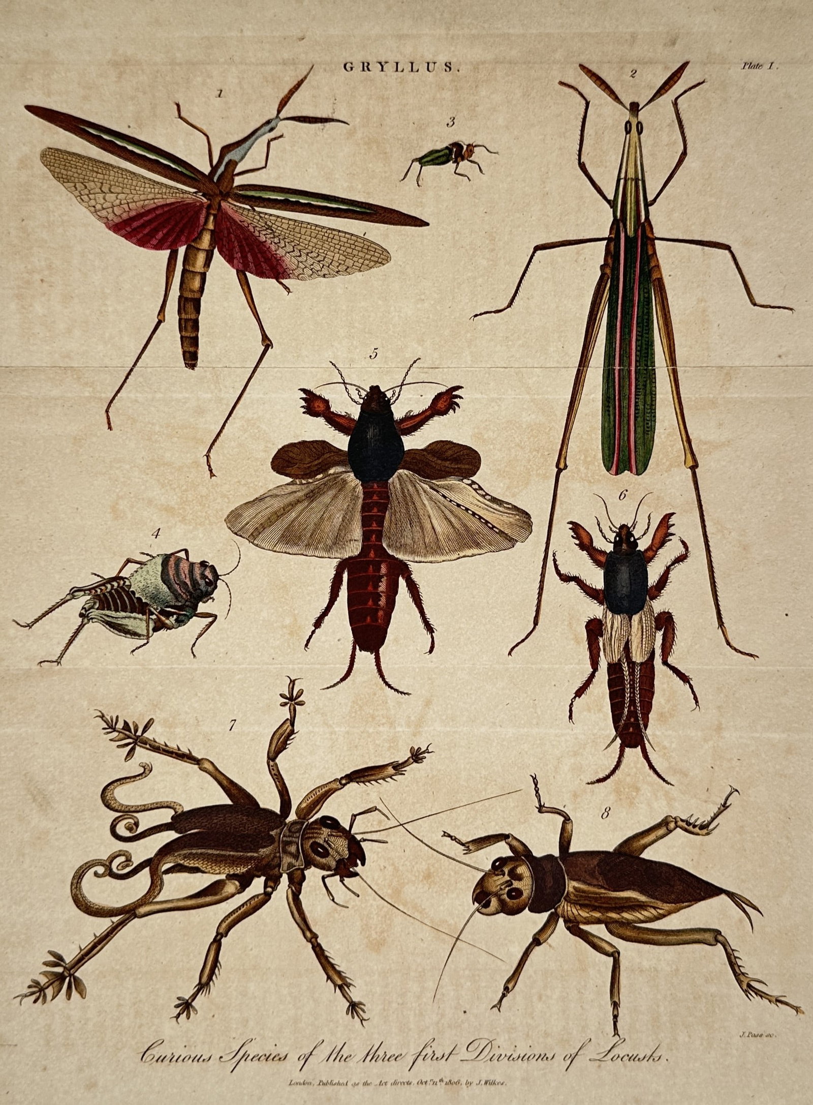 John Wilkes – Curious Species of the Three First Divisions of Locusts (1 of 2)