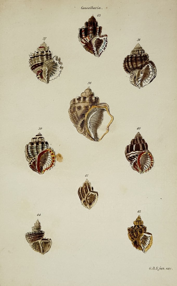 George Brettingham Sowerby I – View of Cancellaria Sea Shells – Hand-coloured lithograph (1 of 2)
