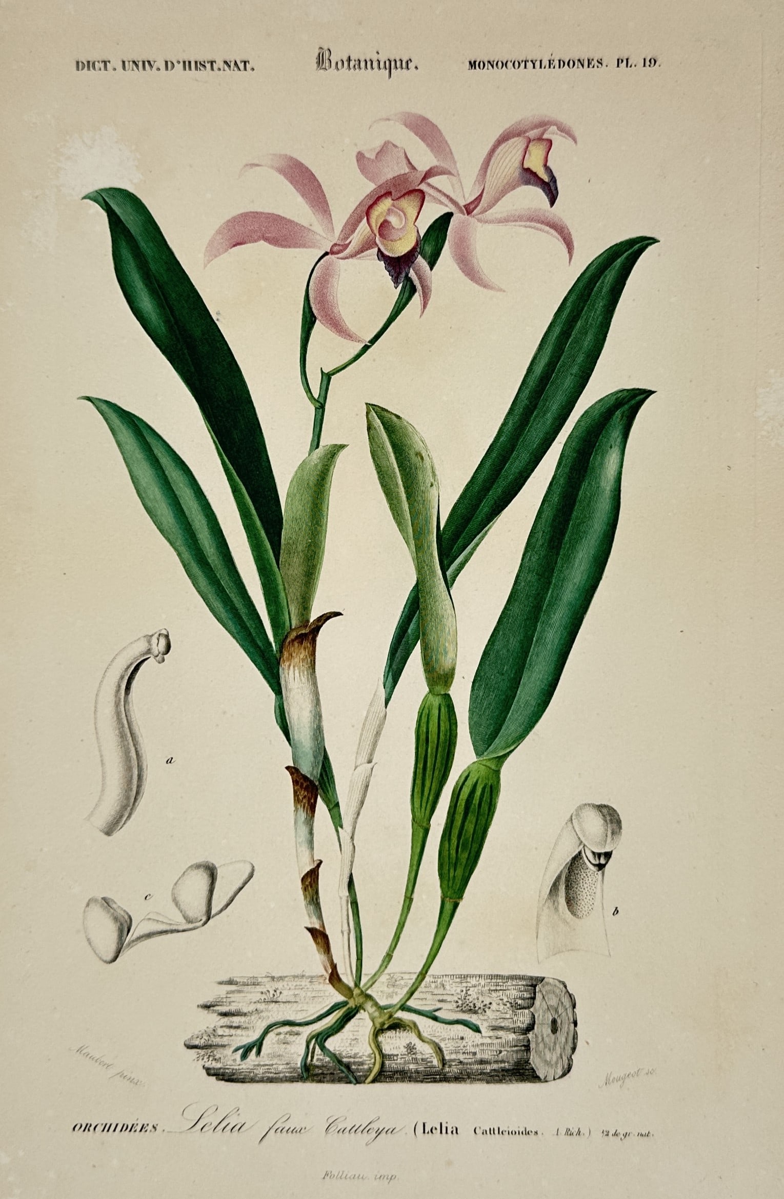 Charles Henry Dessalines d'Orbigny – View of a Laelia Orchid – Hand-coloured engraving (1 of 2)