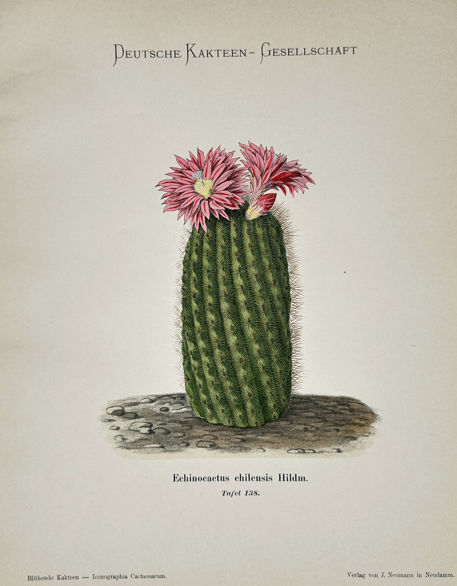 Julius Neumann – View of Echinocactus chilensis – Germany – Chromolithograph (c. 1900–1910) (1 of 2)