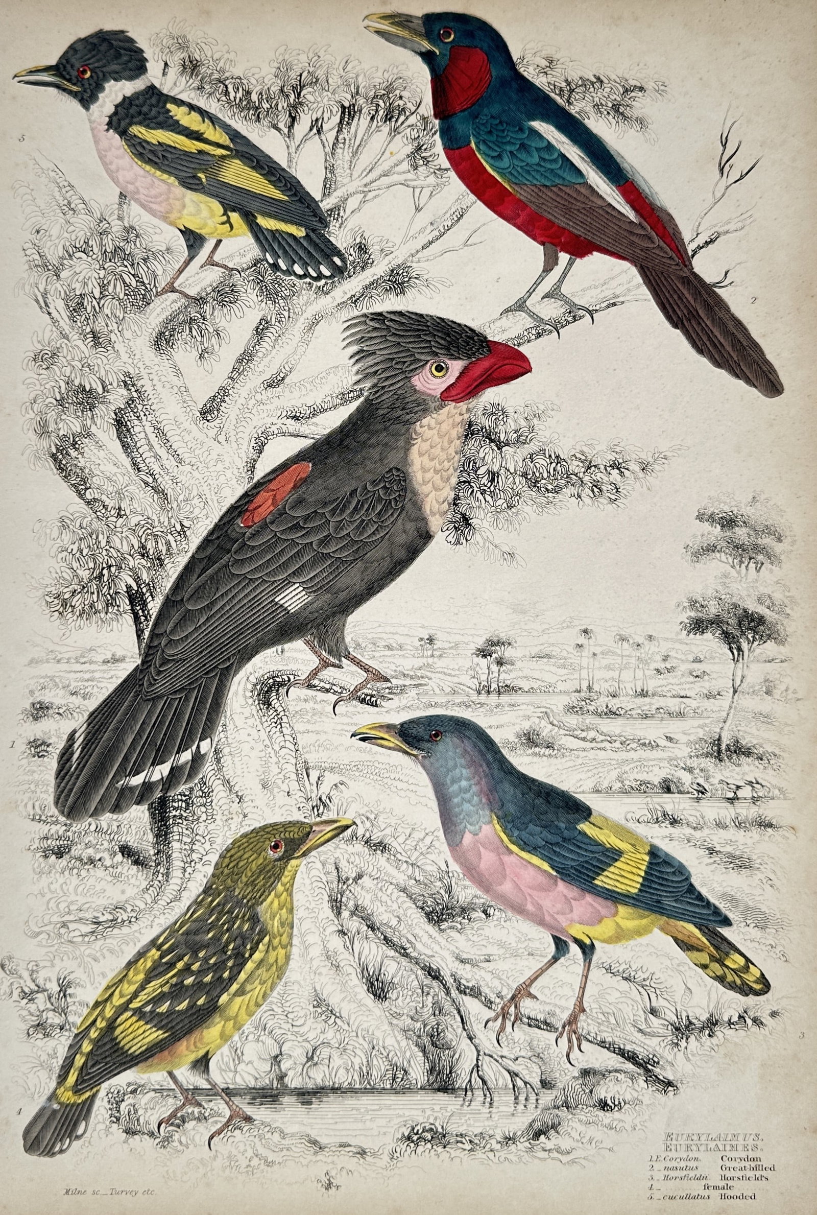 William MacGillivray – View of Various Exotic Birds – Hand-coloured engraving (c. 1830–1840): This plate illustrates a vibrant selection of exotic birds, including species such as the Corydon and various broadbills, perched among leafy branches. The composition highlights the striking plumage 
