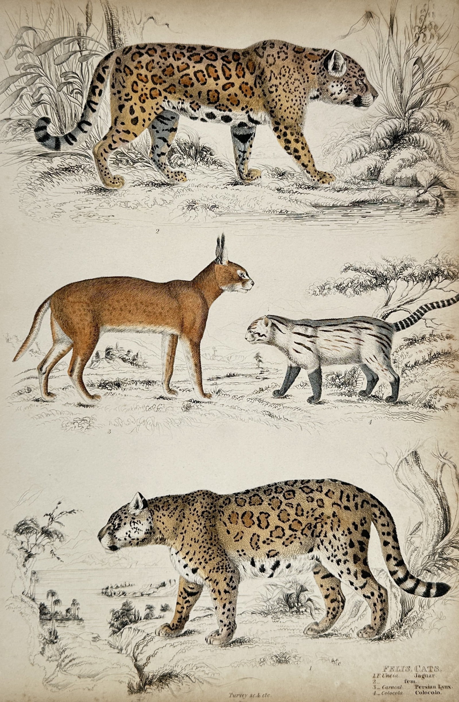 William MacGillivray (1796–1852) – Zoological Study of Wild Feline Species: The work features a detailed scientific zoological plate displaying four distinct wild feline species from the family Felidae, arranged in three horizontal tiers across a soft cream landscape backgrou