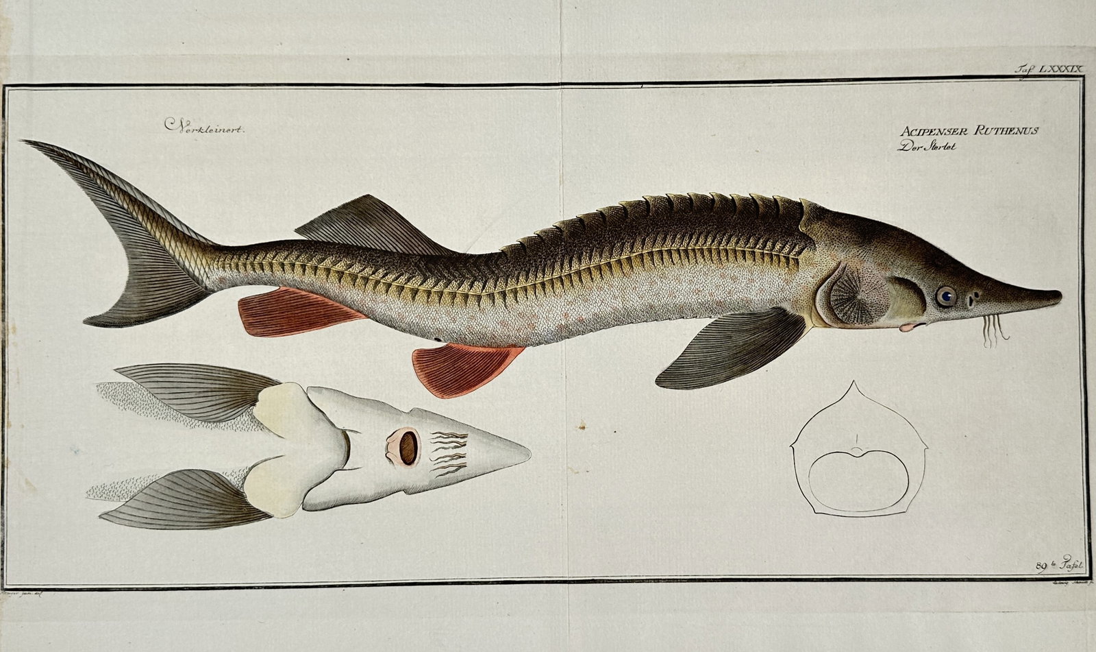 Marcus Elieser Bloch – View of the Sterlet Sturgeon (Acipenser ruthenus) – Hand-coloured: "Acipenser Ruthenus" illustrates a detailed profile of a Sterlet sturgeon, accompanied by anatomical diagrams of its underside and cross-section. The work is a hand-coloured engraving from the series 
