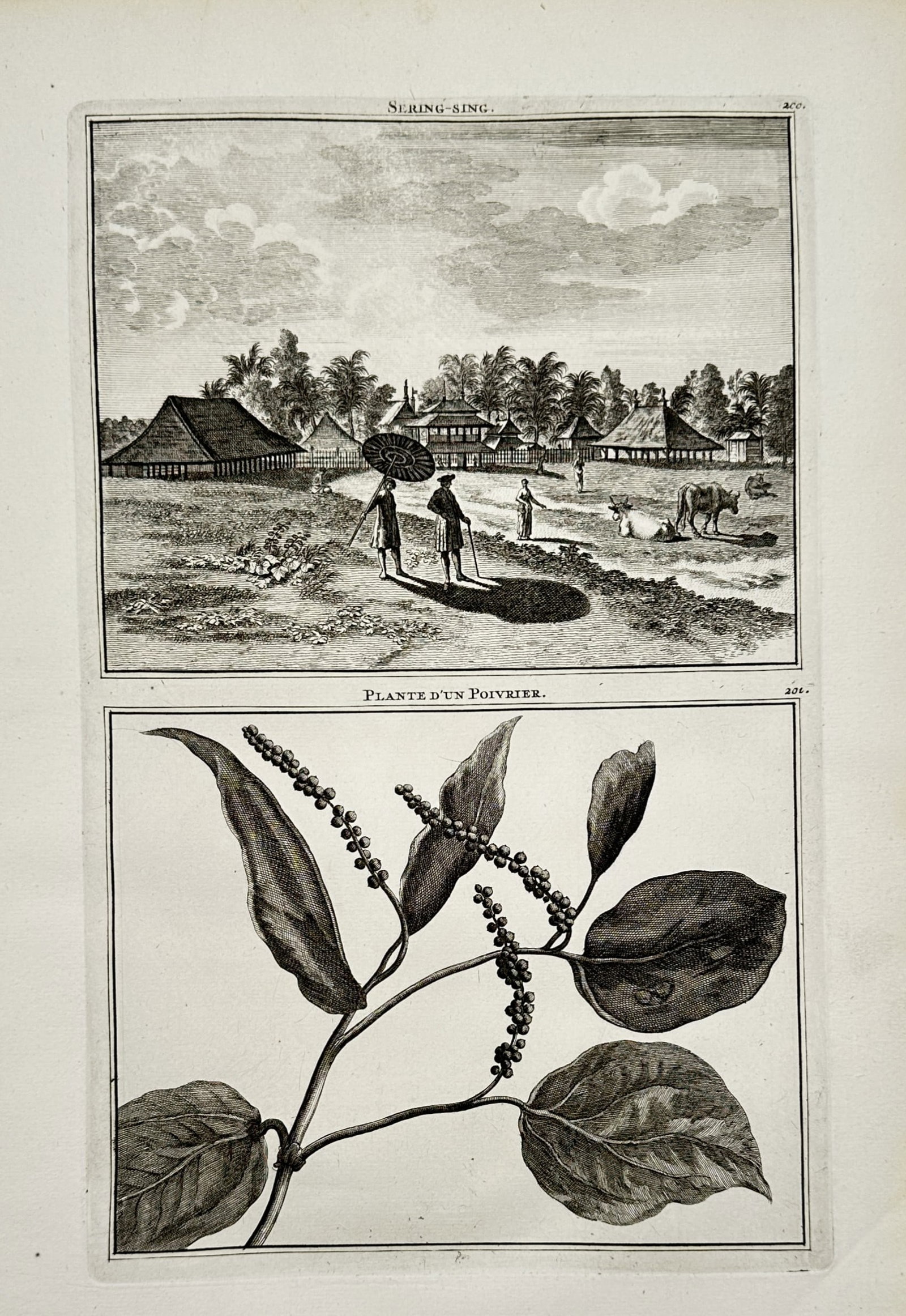Cornelis de Bruyn (1652–1727) – View of Sering-king and a Pepper Plant – Engraving (1704): "Sering-king" and "Plante d'un Poivrier" are presented on a single plate documenting observations from the artist's travels in Southeast Asia. The upper register depicts the village of Sering-king, fe