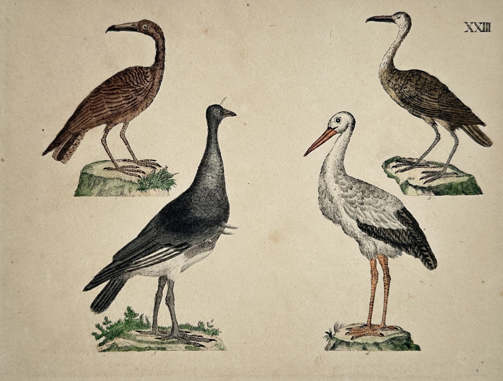 Friedrich Justin Bertuch (1747–1822) – View of Various Wading Birds and Storks: "Wading Birds and Storks" depicts four distinct avian species, including a white stork and various ibises or cranes, each perched on a mossy stone base. The work is a hand-coloured engraving published