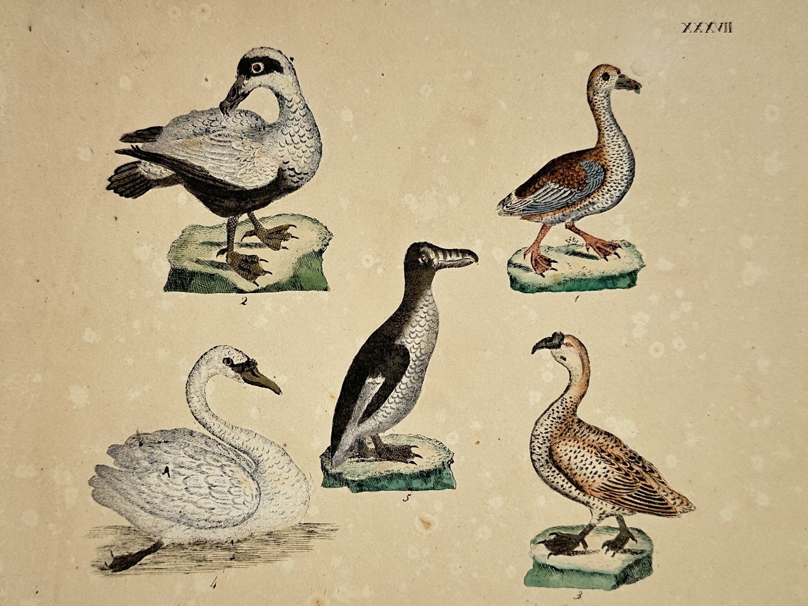 Friedrich Justin Bertuch – View of Various Waterfowl and a Penguin – Hand-coloured engraving: "Waterfowl and Penguin" illustrates five distinct aquatic bird species, including a swan, various ducks or geese, and a central penguin, each positioned on small rocky outcrops. The work is a hand-col