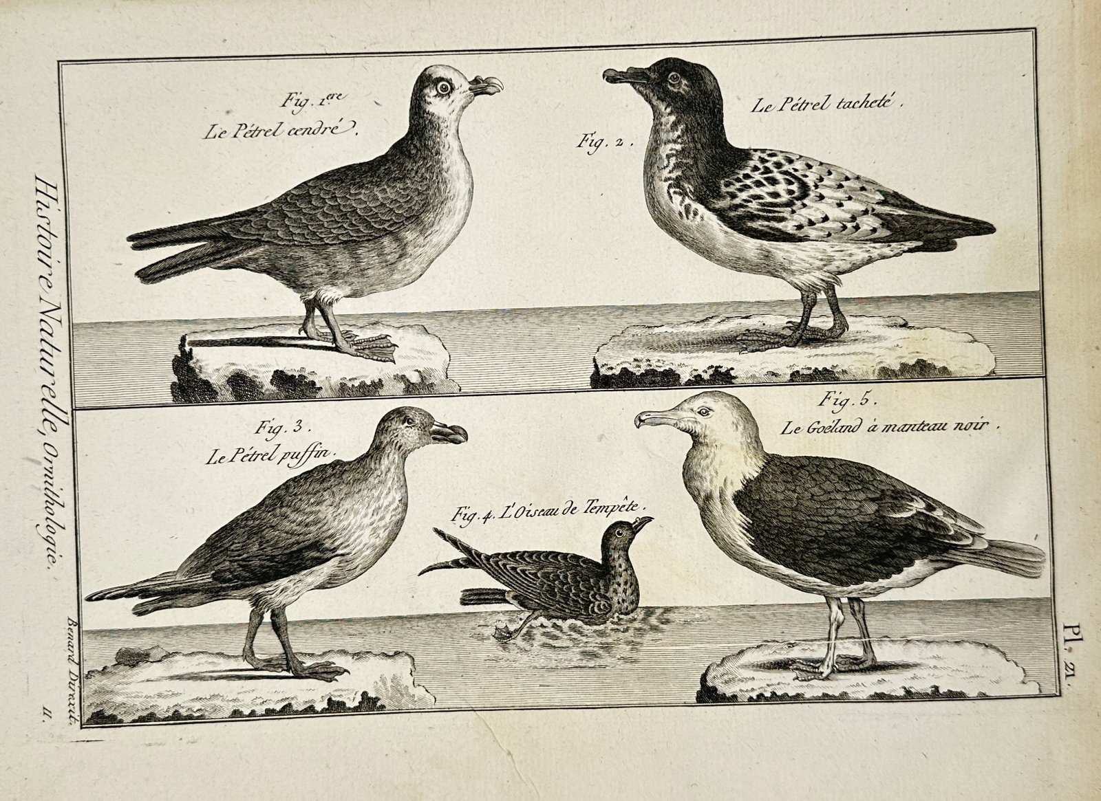 Robert Bénard (1734–1777) – View of Various Seabirds including Petrels and a Gull – Engraving: "Histoire Naturelle, Ornithologie" illustrates five species of marine birds, including the Cendré Petrel, the Tacheté Petrel, the Puffin Petrel, the Storm Petrel, and the Black-backed Gull. Each bir