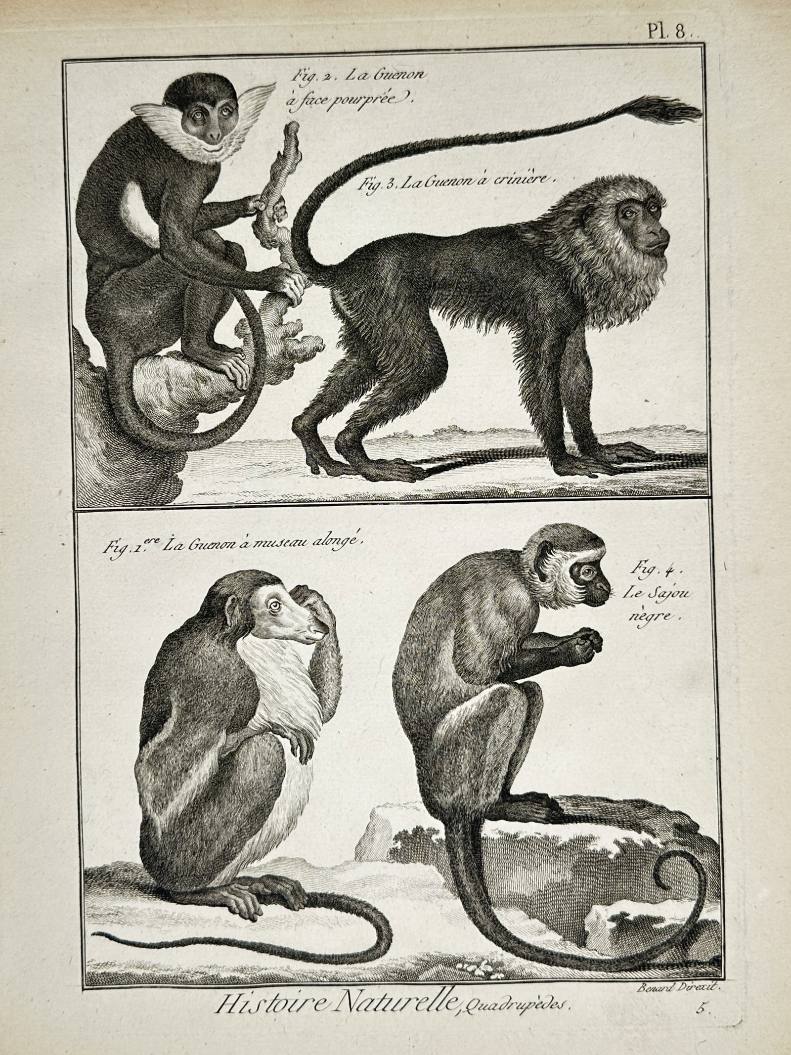 Robert Bénard (1734–1777) – Various Monkeys – Engraving (1768) (1 of 2)