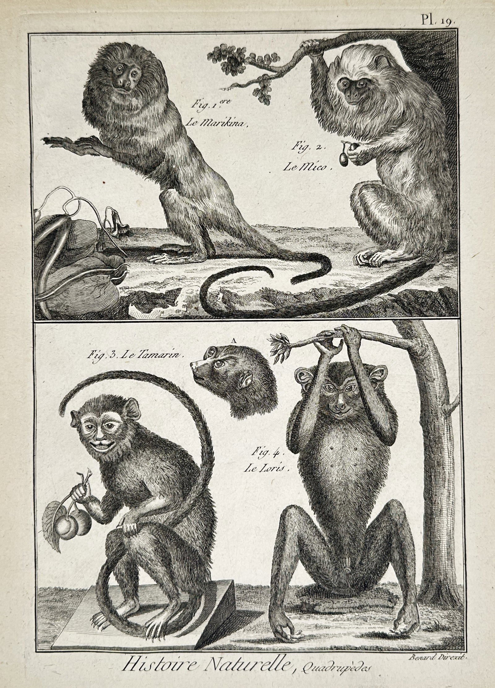 Robert Bénard (1734–1777) – Primates and Loris – Engraving (1768) (1 of 2)