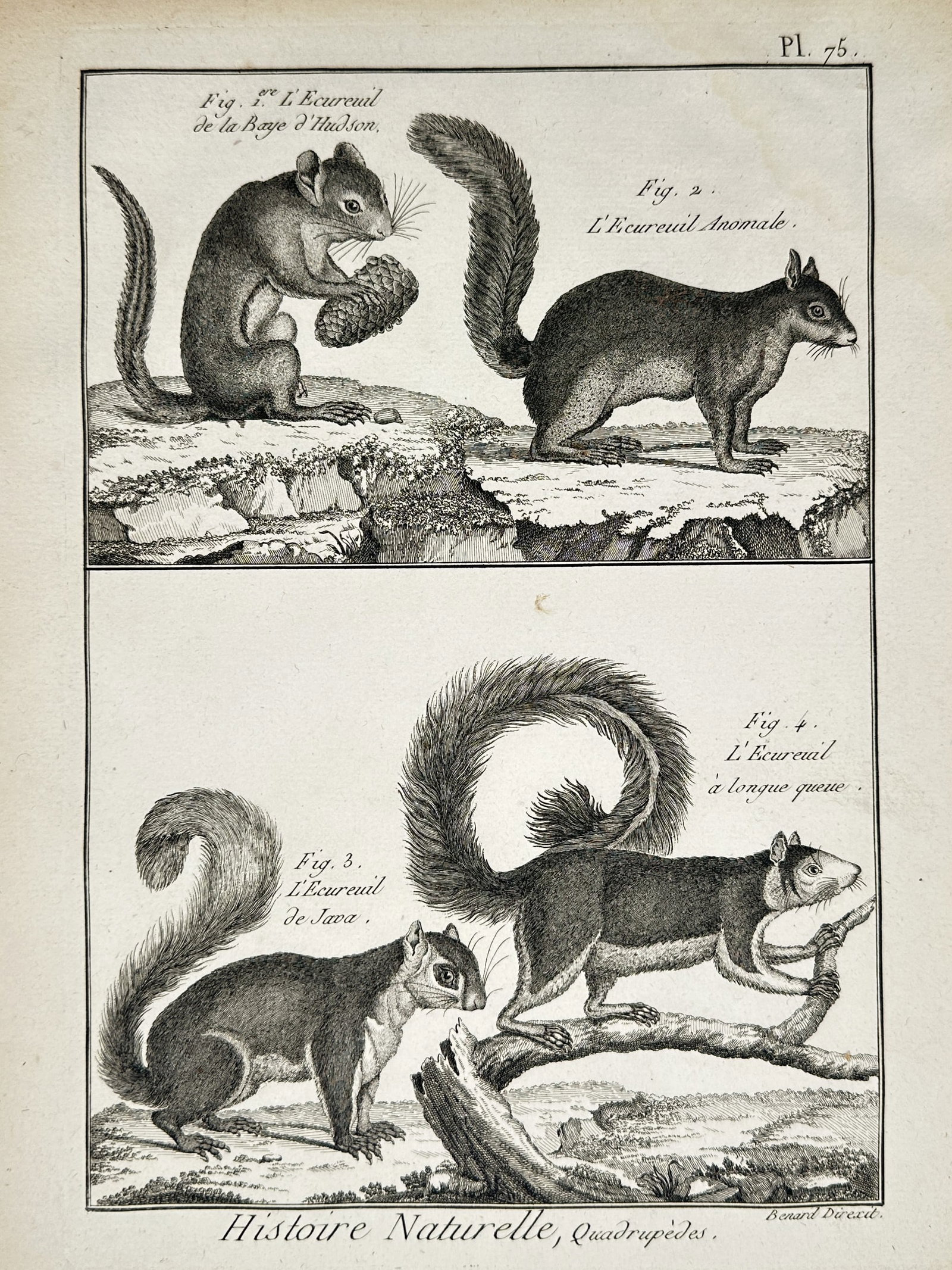 Robert Bénard (1734–1777) – Squirrels of Hudson Bay and Java – Engraving (1768) (1 of 2)