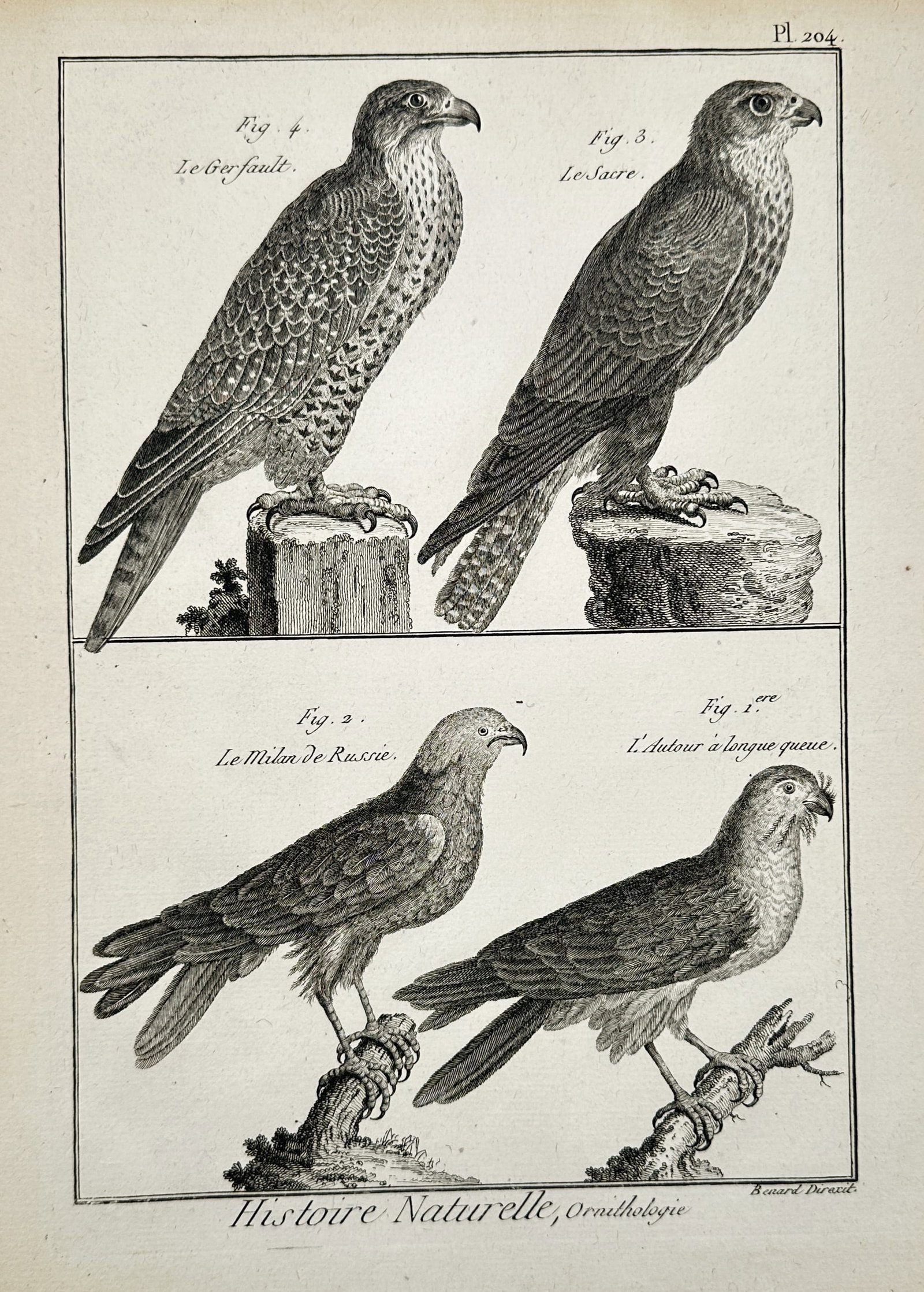 Robert Bénard (1734–1777) – Birds of Prey: Gyrfalcon and Saker Falcon – Engraving (1768) (1 of 2)