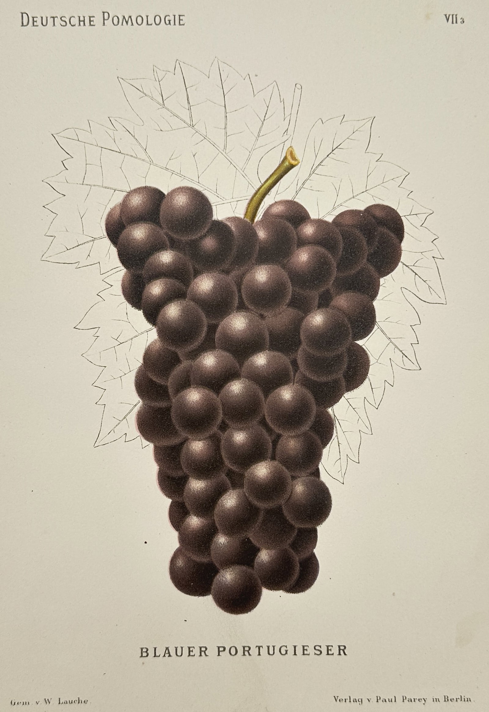 Wilhelm Lauche (1827–1883) – Blauer Portugieser Grapes – Lithograph (Hand-coloured) (1883): "Blauer Portugieser" illustrates a ripe cluster of dark grapes against a finely detailed leaf outline. This hand-coloured lithograph is from the publication Deutsche Pomologie, issued by the publisher