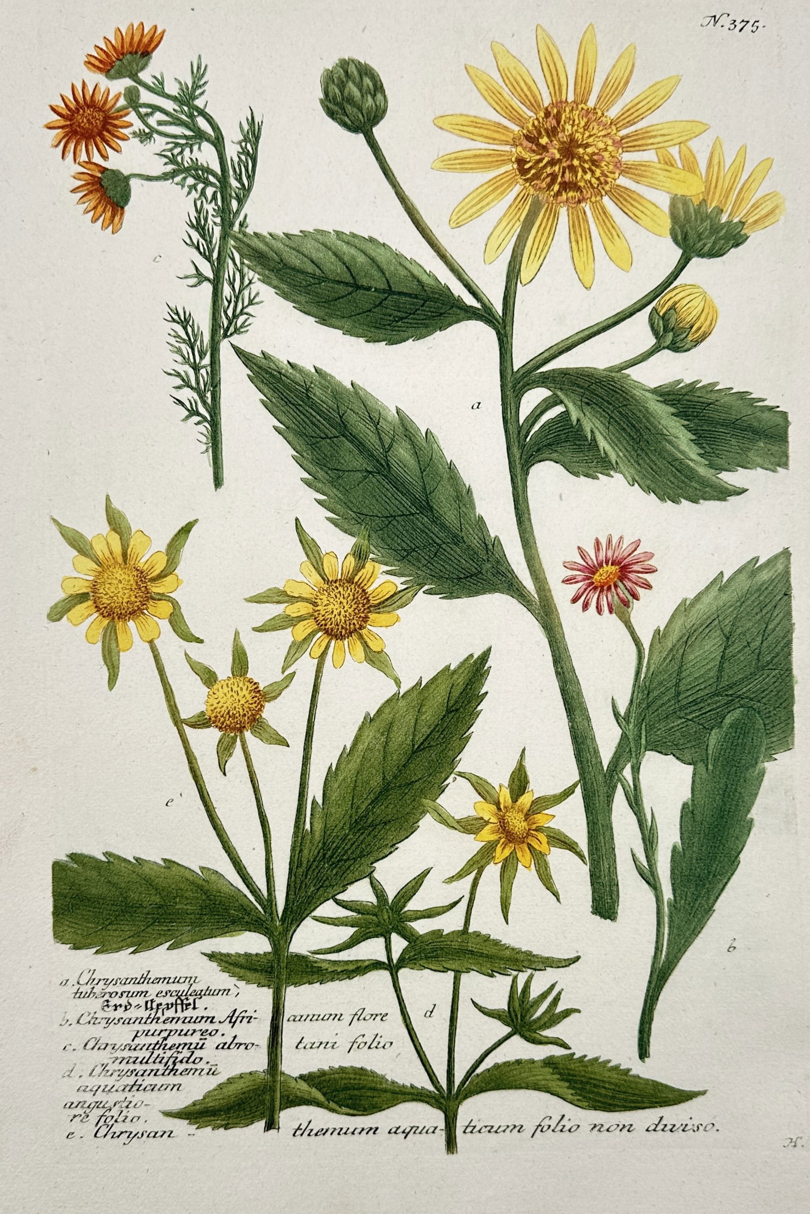 Johann Wilhelm Weinmann (1683–1741) – Various Chrysanthemums – Engraving (Hand-coloured) (1 of 2)