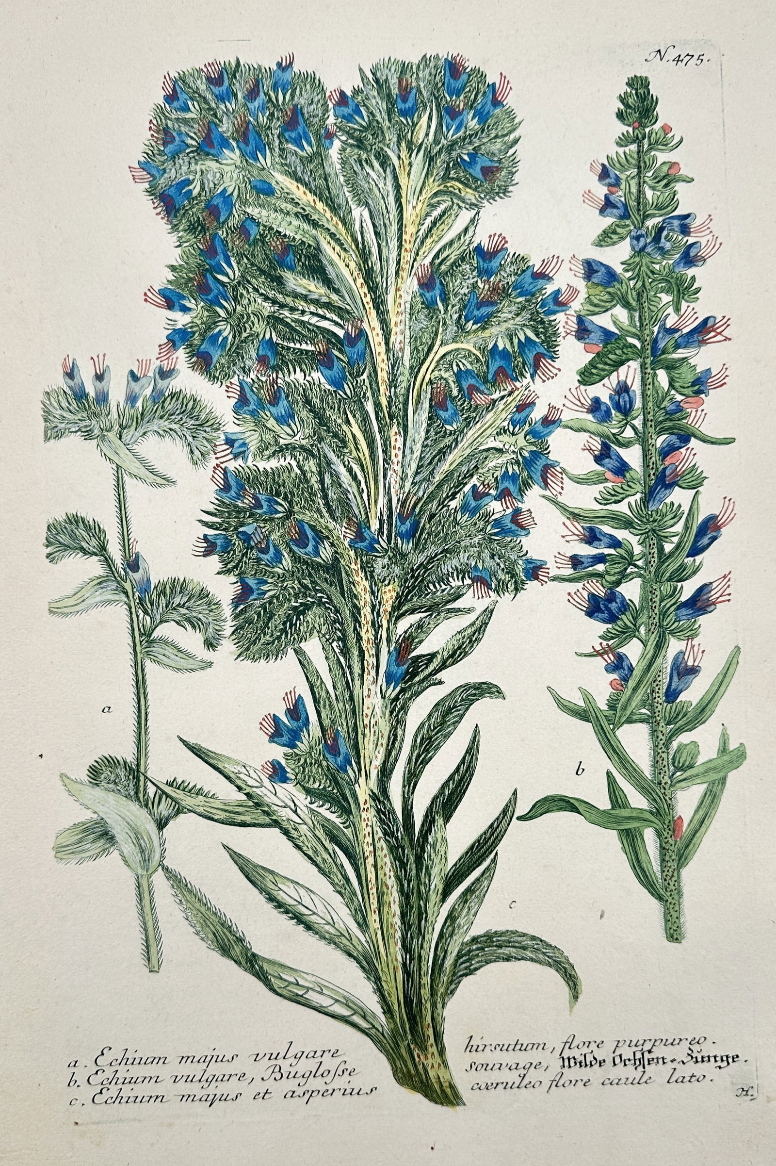 Johann Wilhelm Weinmann (1683–1741) – Viper's Bugloss – Engraving (Hand-coloured) (1742): "Echium majus vulgare" depicts the striking blue flowers and bristly stems of the Viper's Bugloss plant in various stages of growth. This hand-coloured copper engraving is from the monumental botanica
