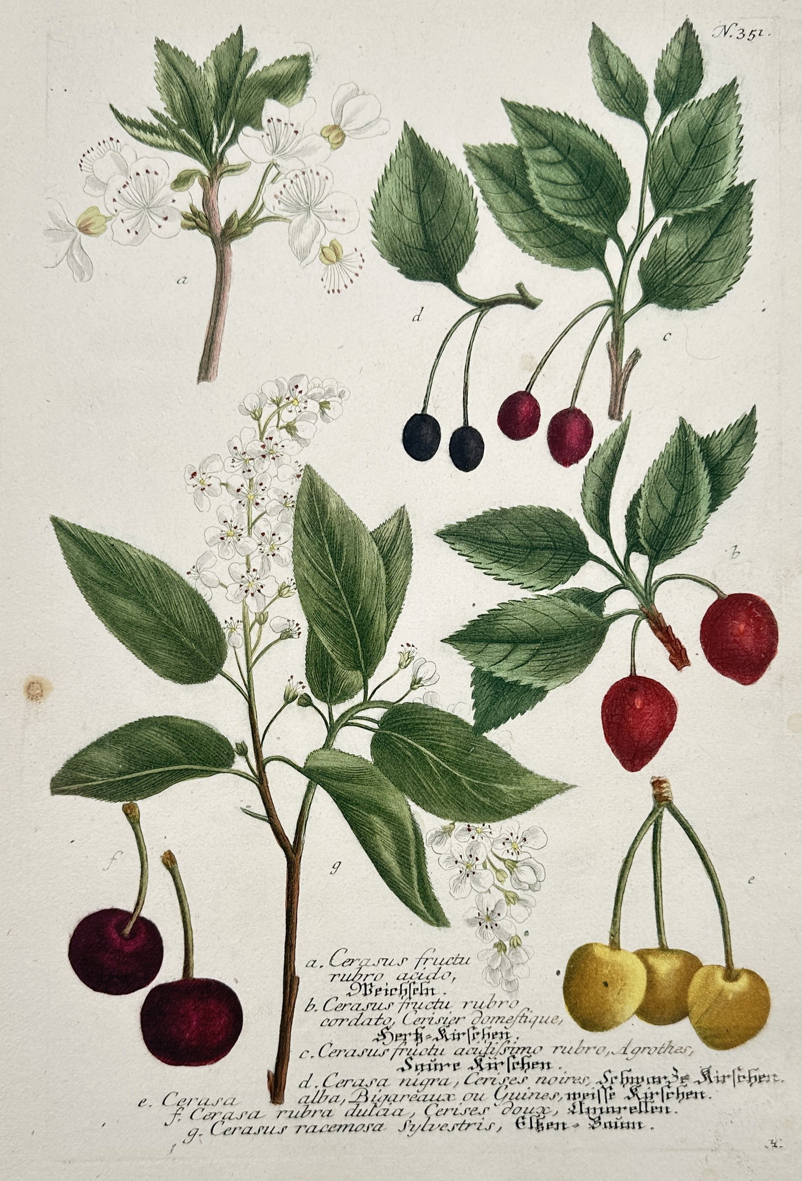 Johann Wilhelm Weinmann (1683–1741) – Various Cherry Varieties – Engraving (Hand-coloured): "Cerasus fructu rubro acido" displays several varieties of cherries, including red, black, and yellow fruits, alongside their blossoms and leaves. This hand-coloured copper engraving is from the Phyta