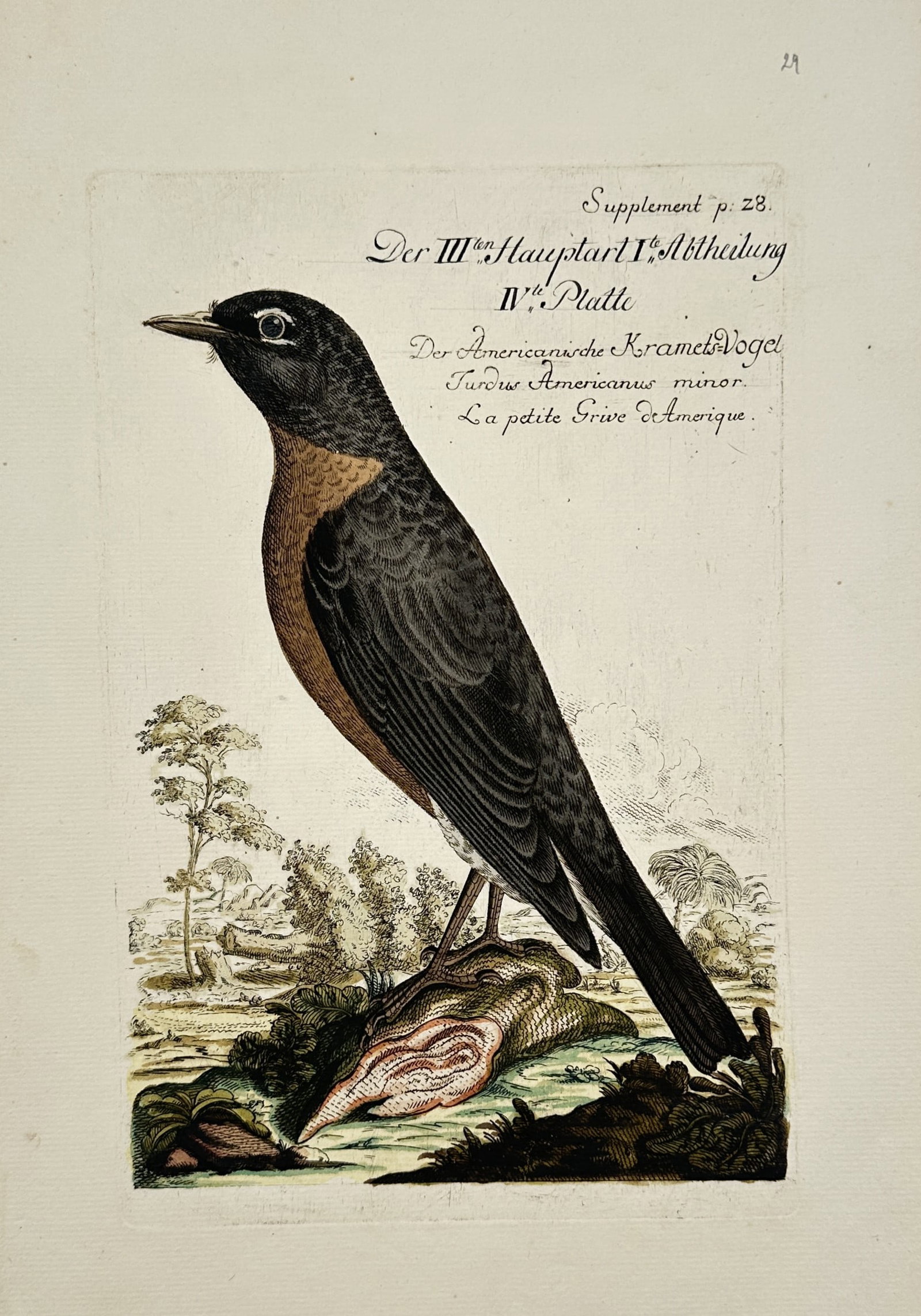 Johann Michael Seligmann (1720–1762) – American Robin – Etching (Hand-coloured) (1749): "Der Americanische Krametsvogel" depicts an American Robin perched on a rocky outcrop within a sparse landscape. This hand-coloured etching is from the work Sammlung verschiedener ausländischer und s