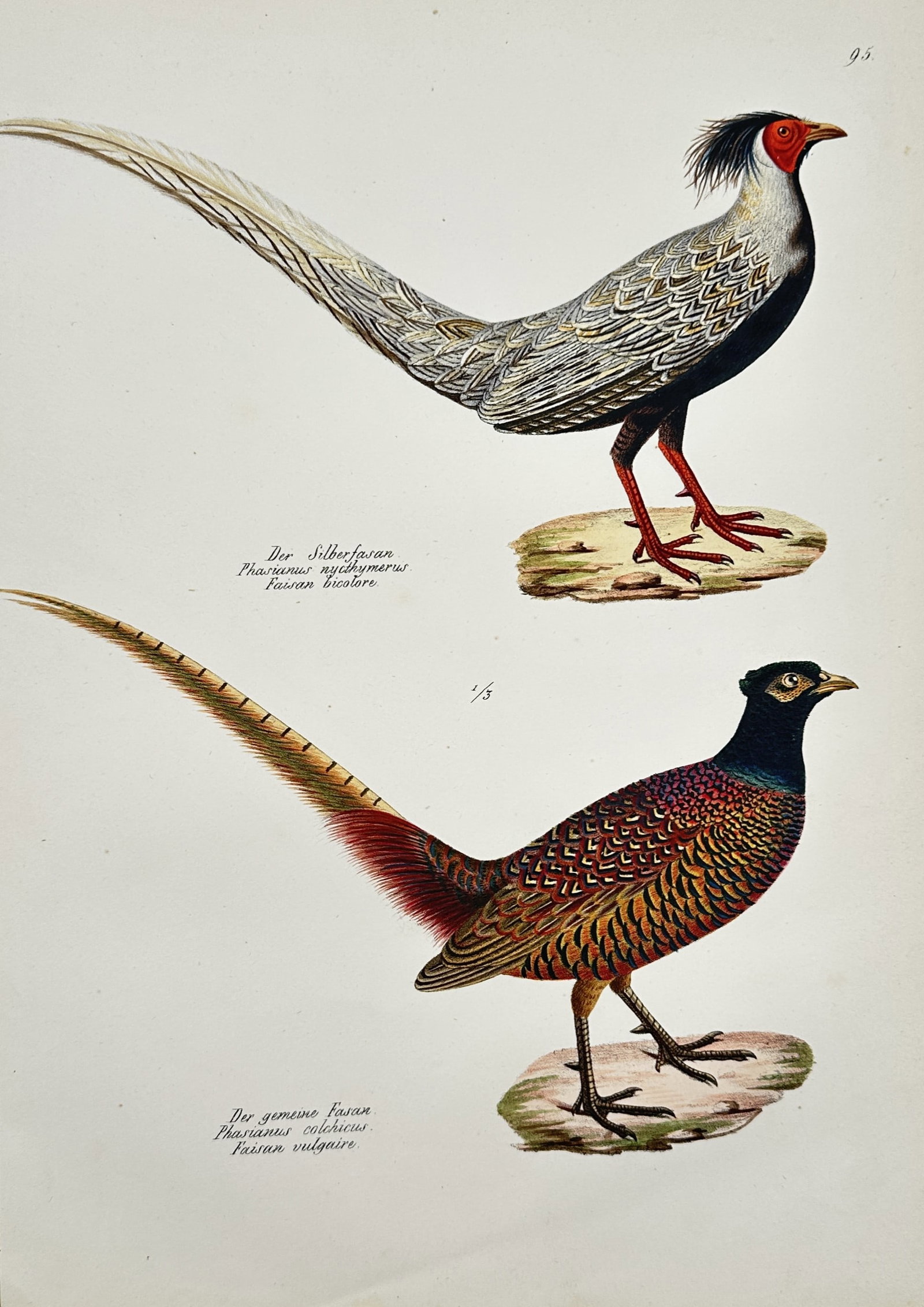 Karl Joseph Brodtmann – Silver Pheasant and Common Pheasant – Lithograph (Hand-coloured): "Der Silberfasan" and "Der gemeine Fasan" depict a silver pheasant and a common pheasant, showcasing their vibrant plumage and long tail feathers. This hand-coloured lithograph is from the work Naturh