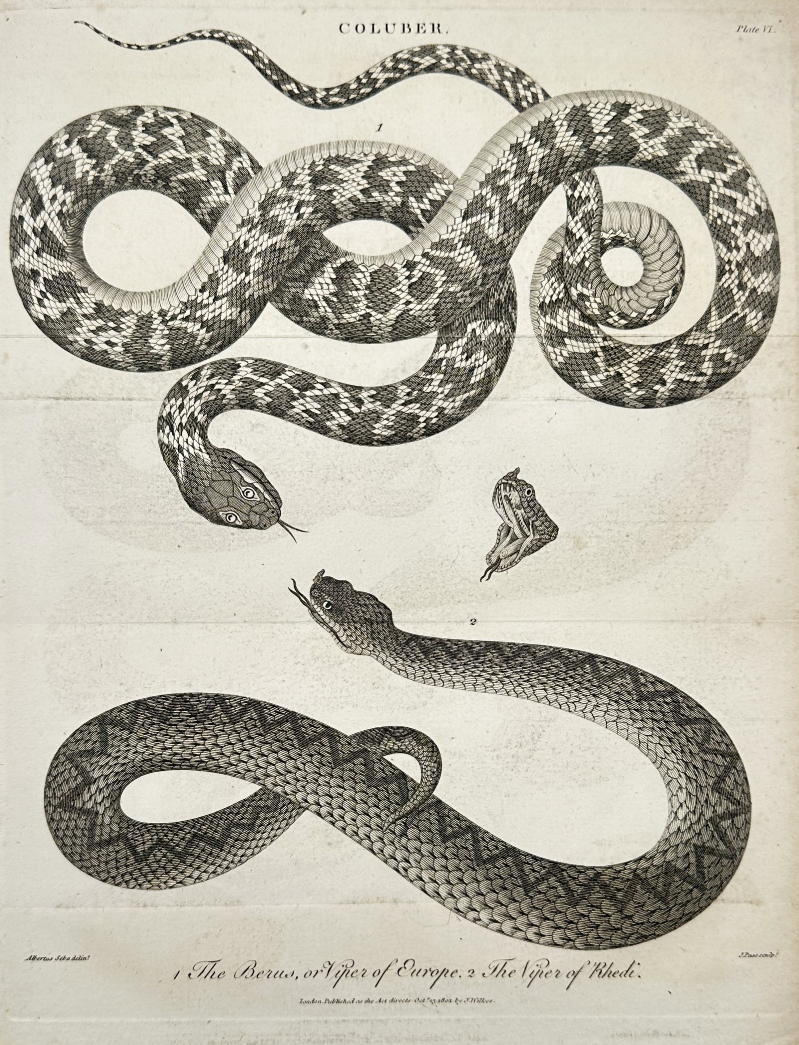 John Wilkes (1750–1810) – The Berus or Viper of Europe and The Viper of Rhedi – Engraving (1 of 2)