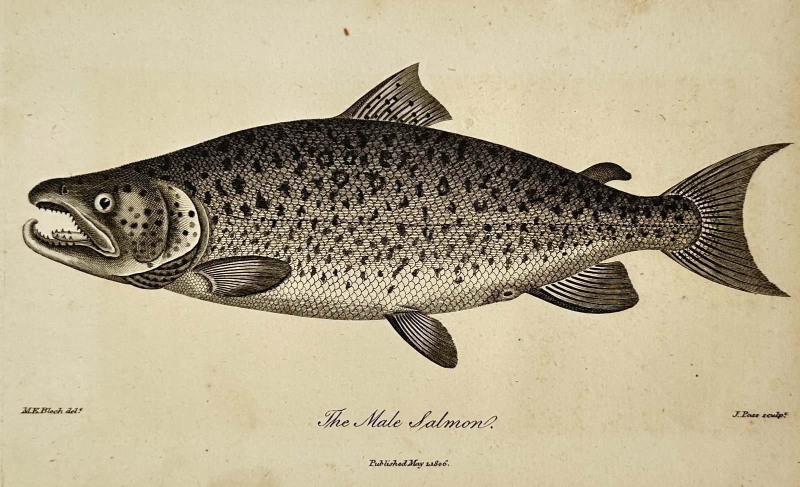 Marcus Elieser Bloch (1723–1799) – The Male Salmon – Engraving (1805) (1 of 2)