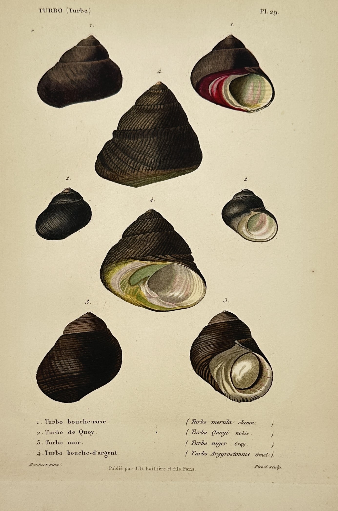 Jean-Baptiste Baillière (1797–1885) – Various Turbo Shells – Engraving (Hand-coloured) (1840) (1 of 2)