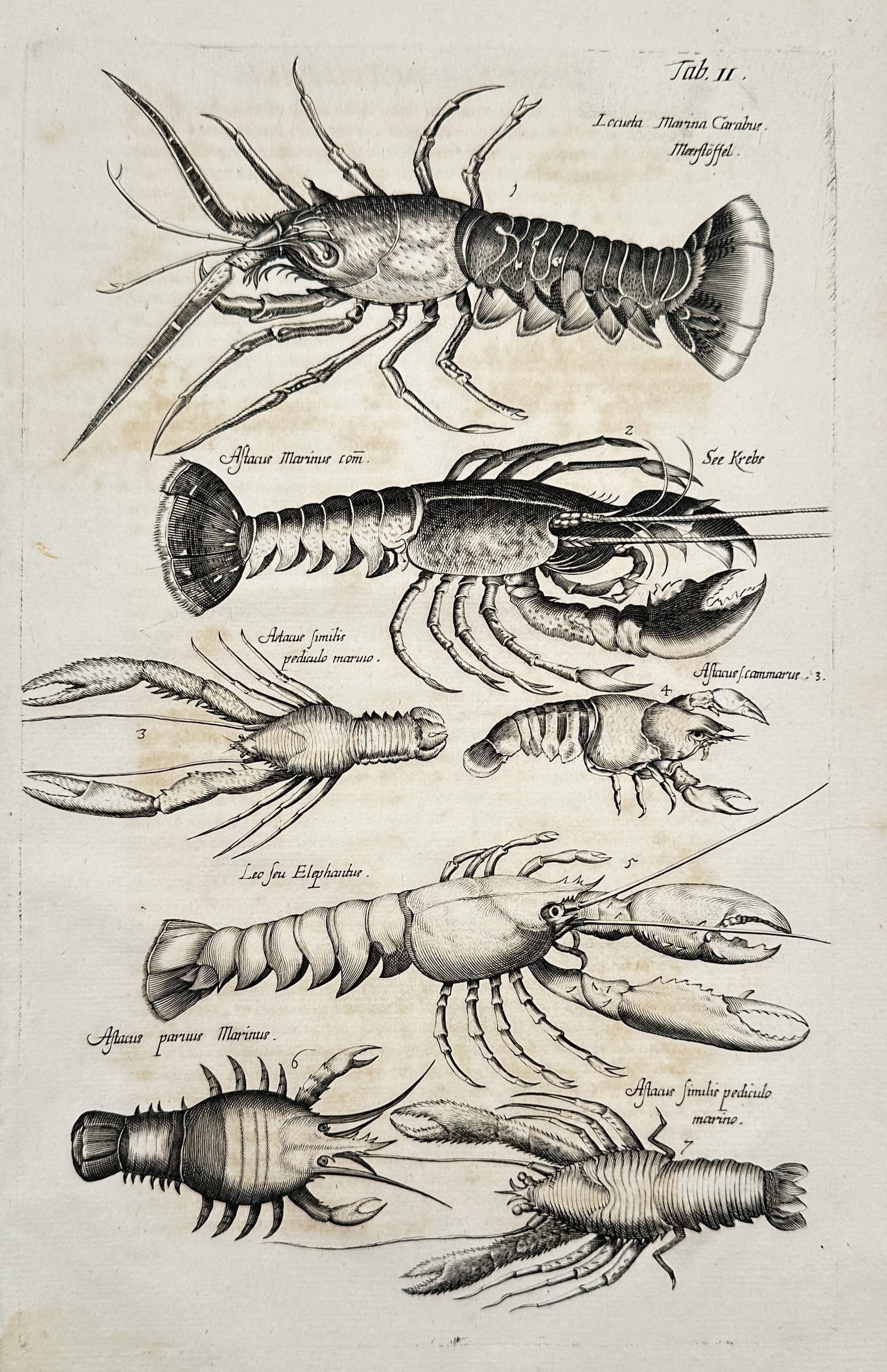 Joannes Jonstonus (1603–1675) – Various Crustaceans – Engraving (1650) (1 of 2)