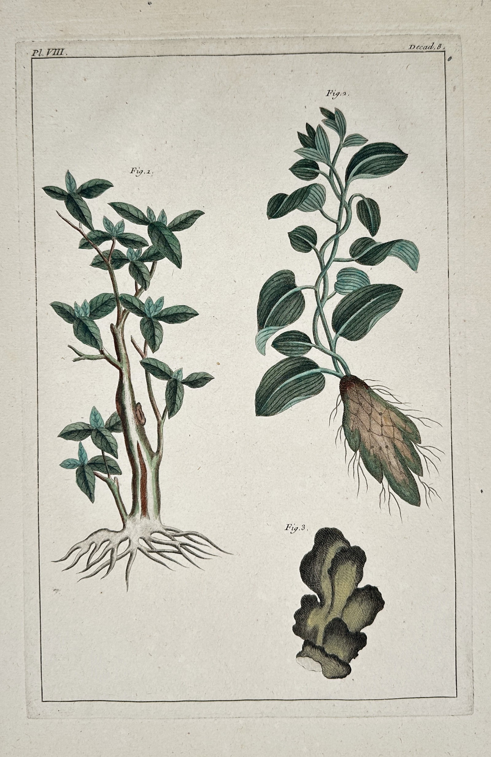 Pierre Jean François Turpin – Tropical Botanical Species – Engraving (Hand-coloured) (1816) (1 of 2)