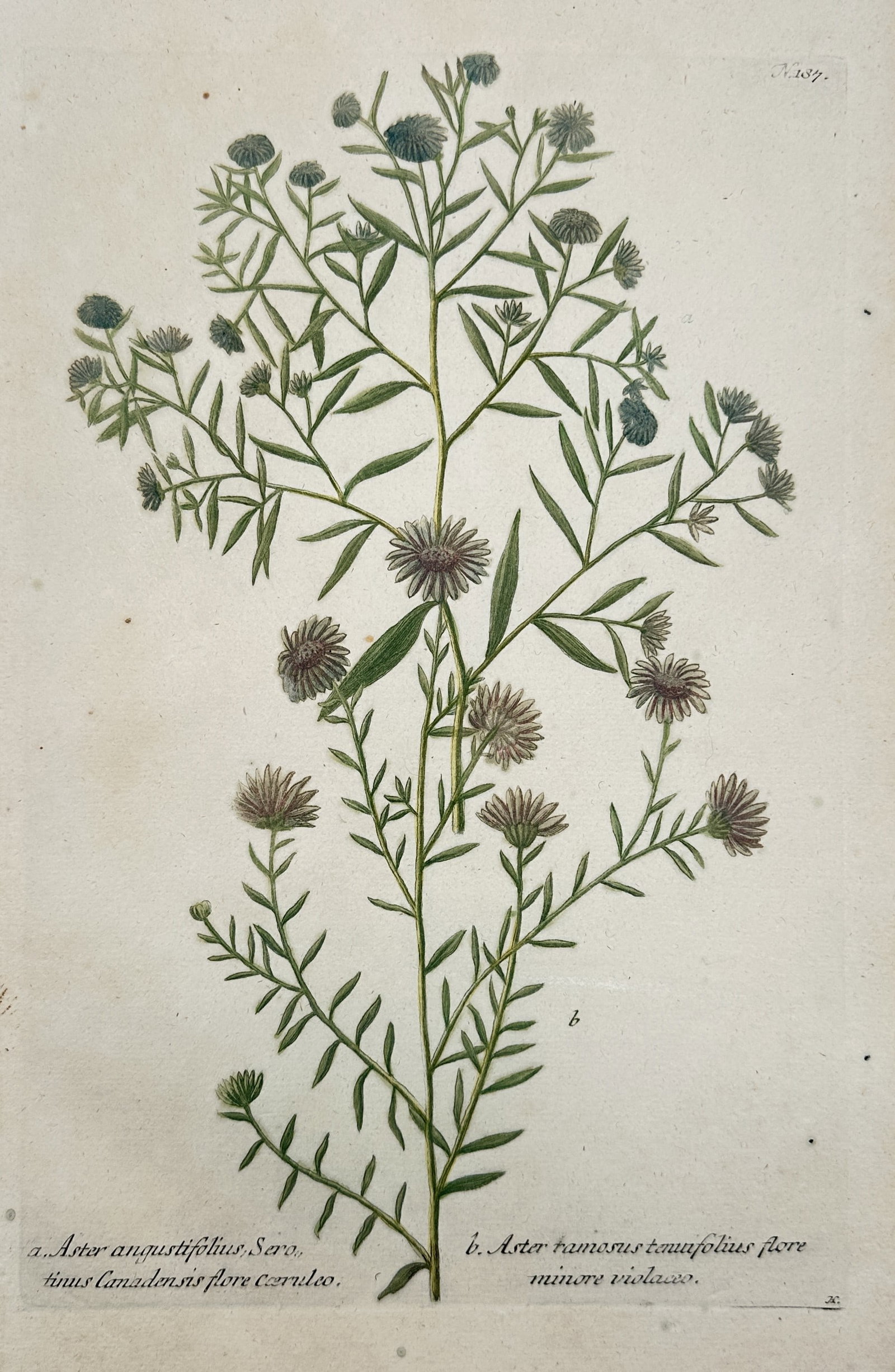 Johann Wilhelm Weinmann (1683–1741) – Aster Varieties – Engraving (Hand-coloured) (1737) (1 of 2)