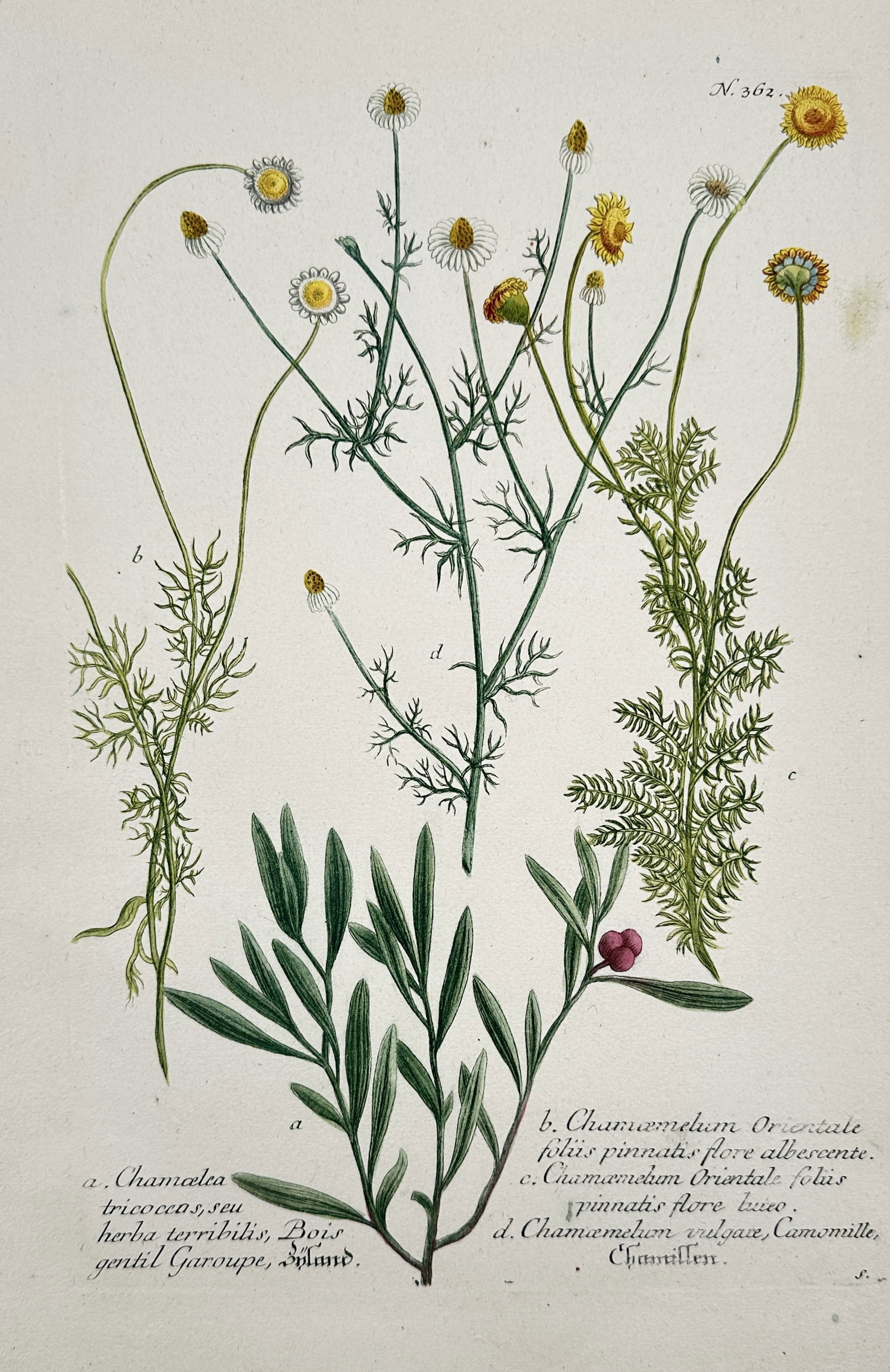 Johann Wilhelm Weinmann (1683–1741) – Chamomile and Spurge Olive – Engraving (1 of 2)