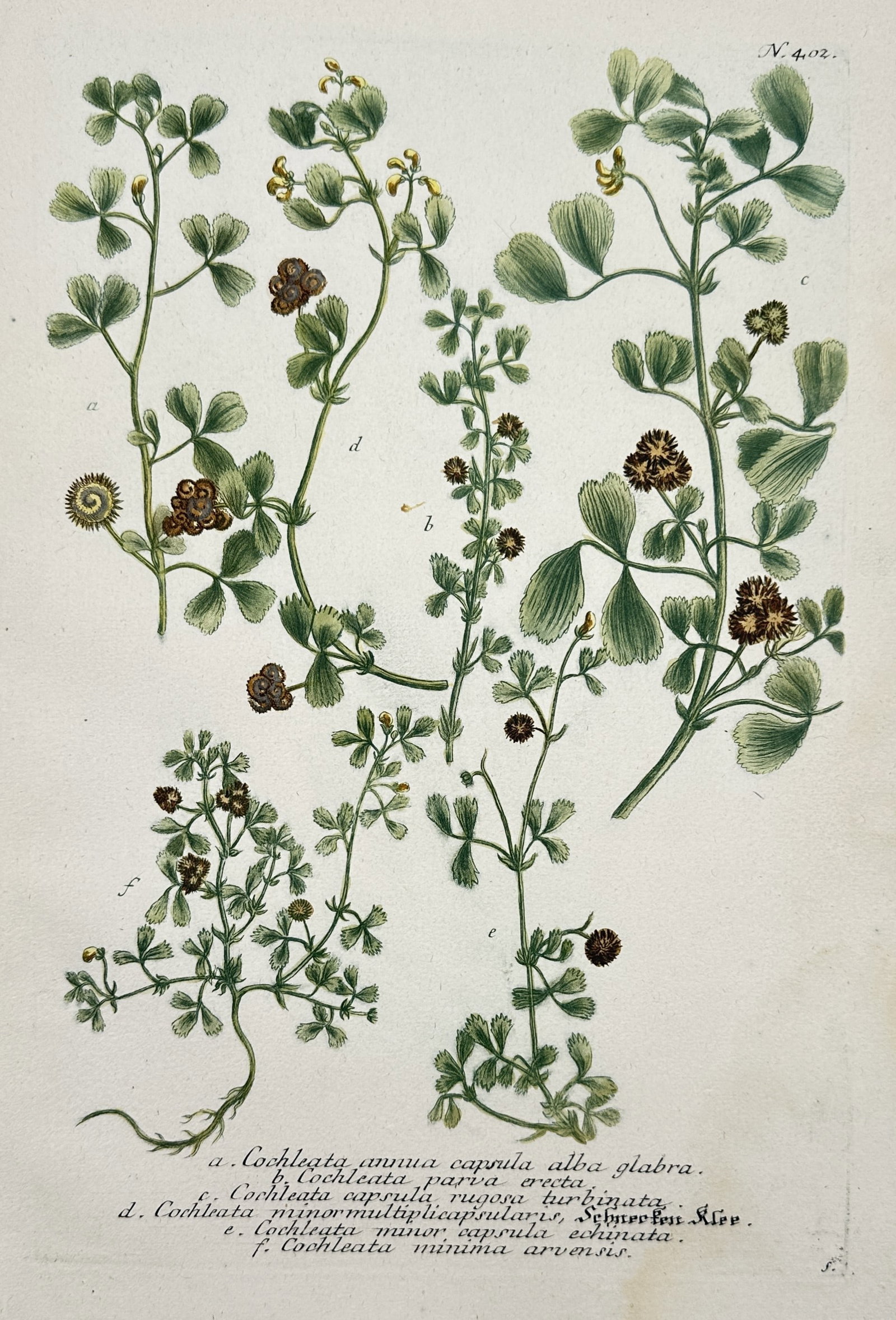 Johann Wilhelm Weinmann (1683–1741) – Clover and Medick Varieties – Engraving (Hand-coloured): "Cochleata annua" displays several varieties of medick and clover plants, showing their trifoliate leaves, small yellow blossoms, and distinctive coiled or burr-like seed pods. This hand-coloured copp