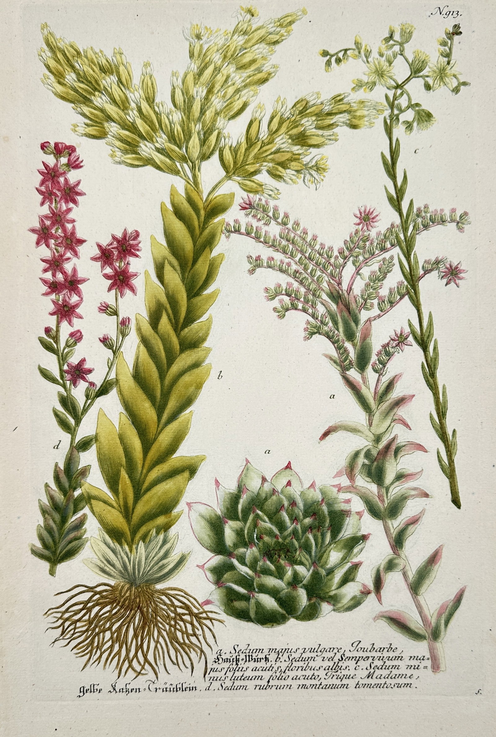 Johann Wilhelm Weinmann (1683–1741) – Stonecrop and Houseleek Varieties – Engraving: "Sedum majus vulgare" illustrates several succulent plant species including the common houseleek and various stonecrops, displaying their fleshy leaves and clusters of star-shaped flowers in shades of