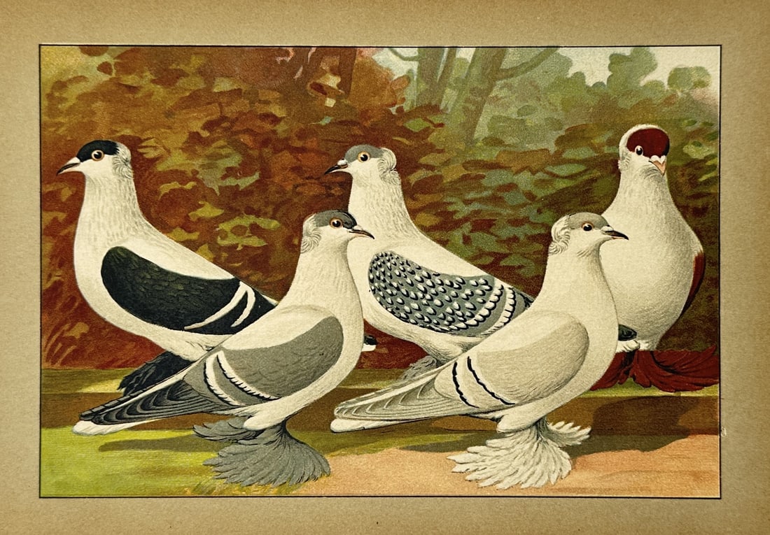 Emil Schachtzabel (1850–1941) – Various Fancy Pigeons – Lithograph (1906): "Illustriertes Prachtwerk sämtlicher Tauben-Rassen" features five distinct breeds of fancy pigeons, including winged and checkered varieties, set against a soft autumnal landscape. This lithograph is