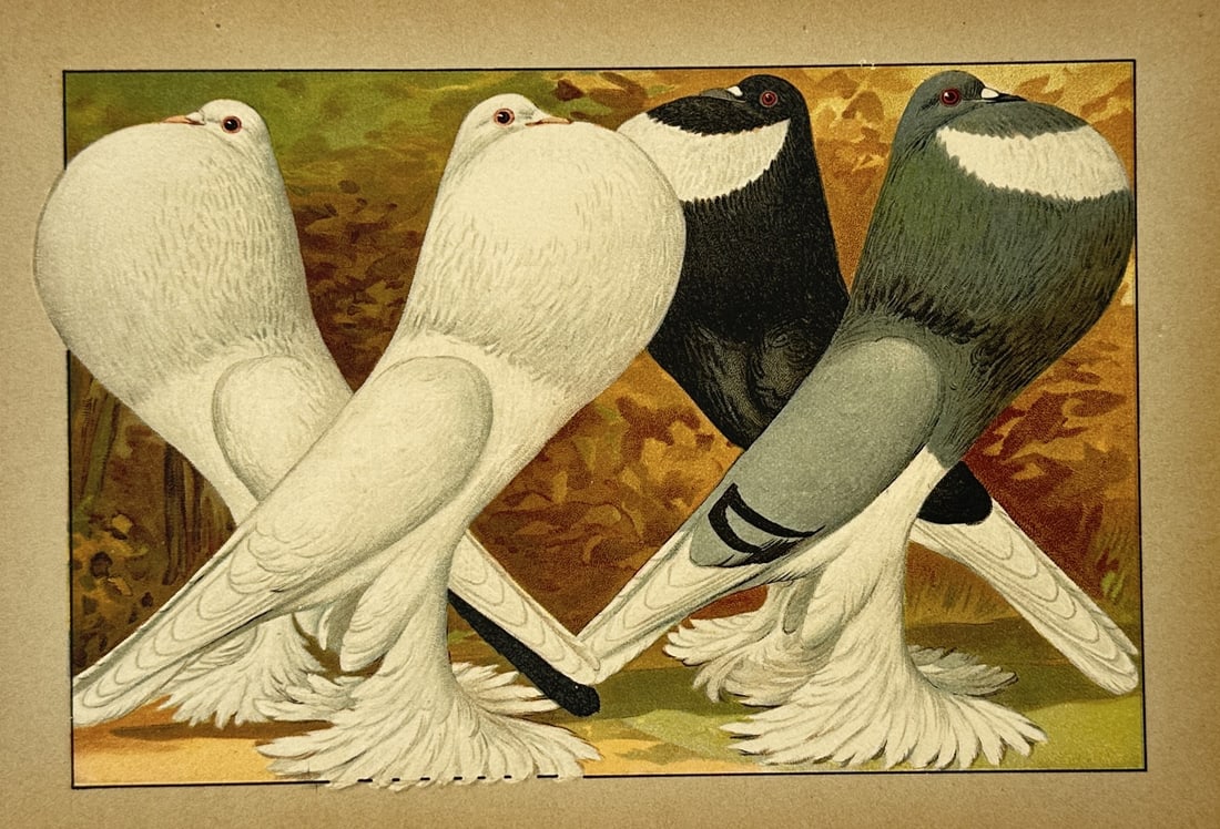 Emil Schachtzabel (1850–1941) – Pouter Pigeons – Lithograph (1906) (1 of 2)