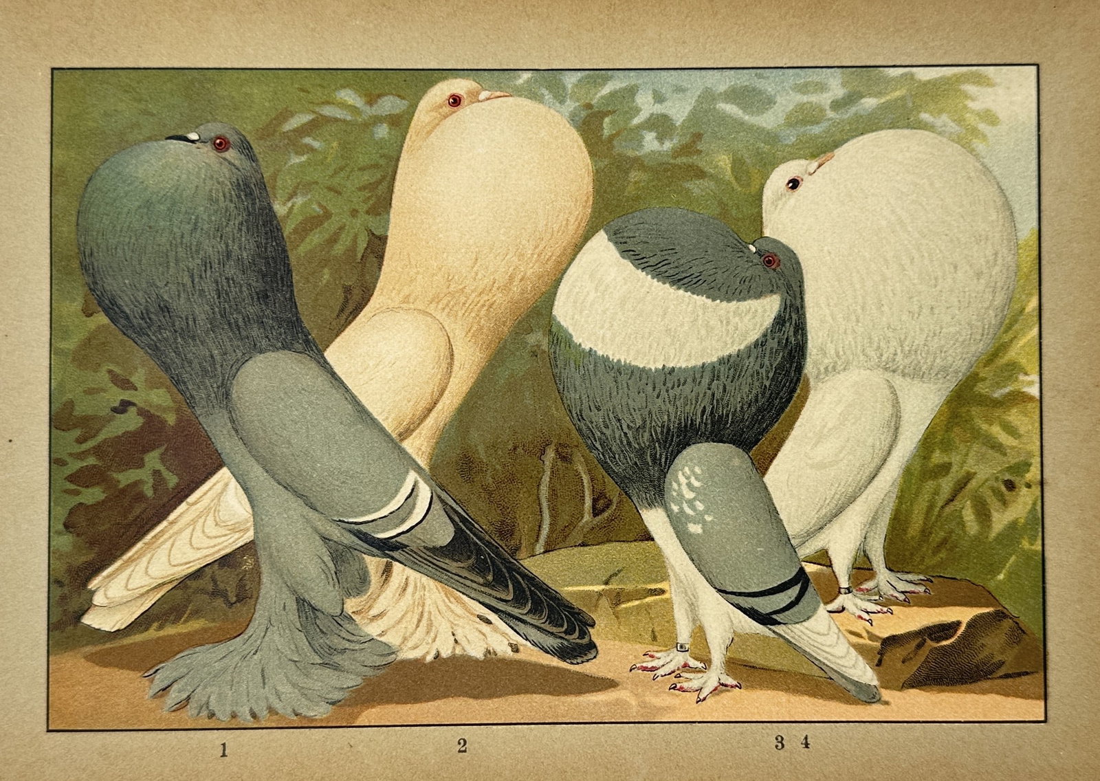 Emil Schachtzabel (1850–1941) – Various Pouter Pigeon Breeds – Lithograph (1906): "Illustriertes Prachtwerk sämtlicher Tauben-Rassen" features four Pouter pigeons, numbered 1 through 4, showcasing a variety of plumage colours including blue-checkered, yellow, and white. These bird