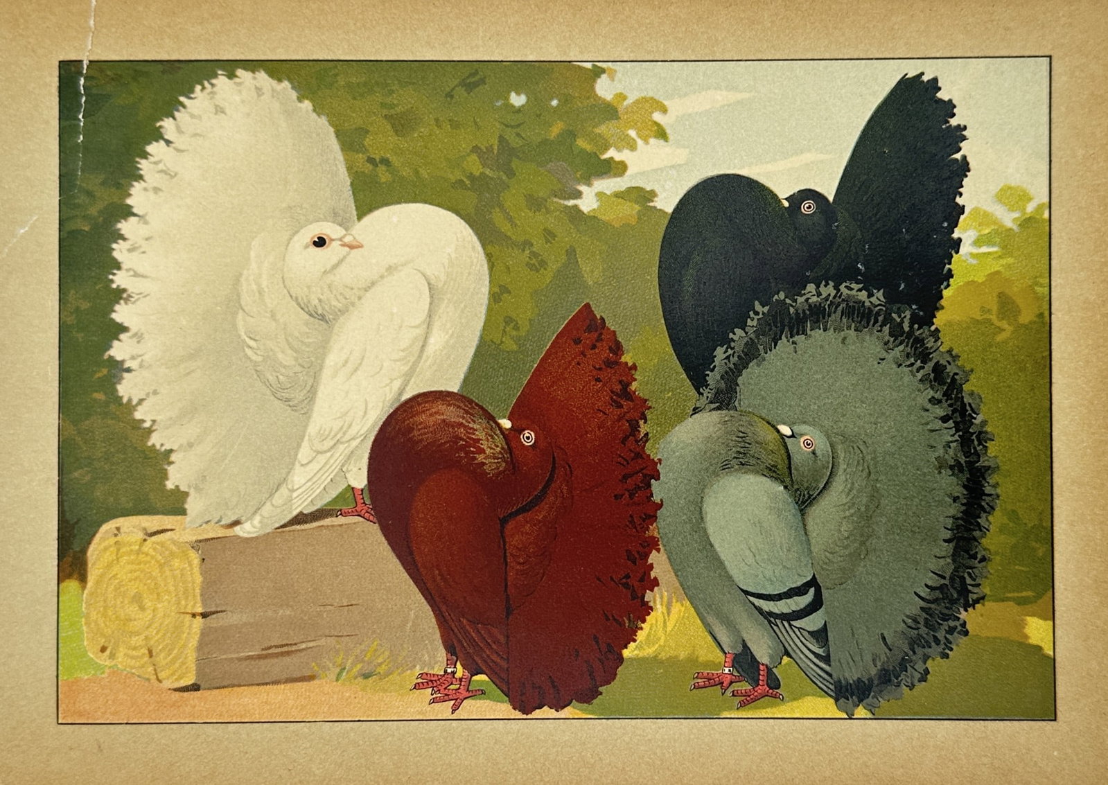 Emil Schachtzabel (1850–1941) – Fantail Pigeons – Lithograph (1906): "Illustriertes Prachtwerk sämtlicher Tauben-Rassen" depicts four Fantail pigeons, a breed easily identified by their fan-shaped tails and the characteristic habit of resting their heads back against 