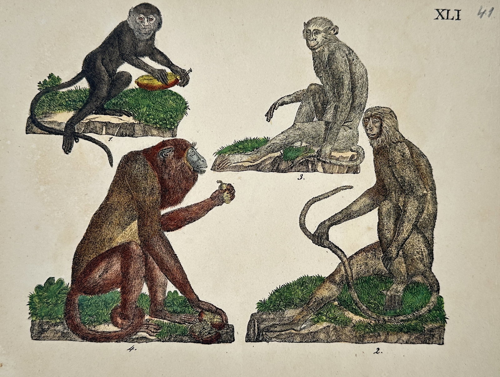 Friedrich Justin Bertuch – Various Monkey Species – Etching (Hand-coloured) (1790–1830) (1 of 2)
