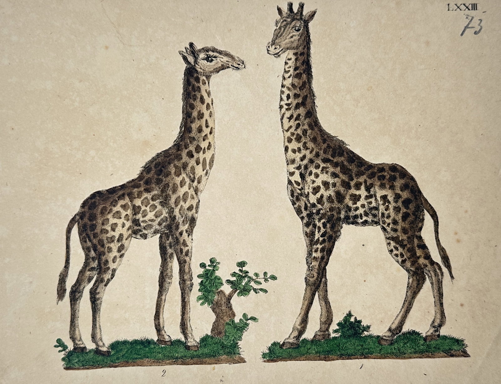 Friedrich Justin Bertuch (1747–1822) – Giraffes – Etching (Hand-coloured) (1790–1830) (1 of 2)