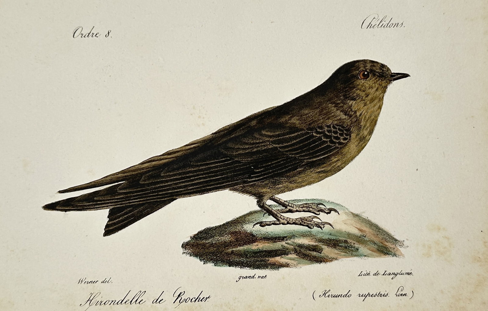 Jean-Charles Werner – Eurasian Crag Martin – Lithograph (Hand-coloured) (1820–1839) (1 of 2)