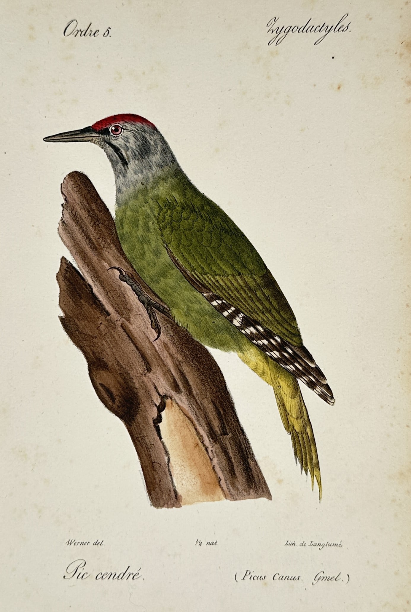Jean-Charles Werner – Grey-headed Woodpecker – Lithograph (Hand-coloured) (1820–1839): "Pic cendré" (Picus canus) depicts a Grey-headed Woodpecker clinging to a weathered tree stump, showcasing its distinctive olive-green plumage, grey head, and the red crown patch characteristic of th