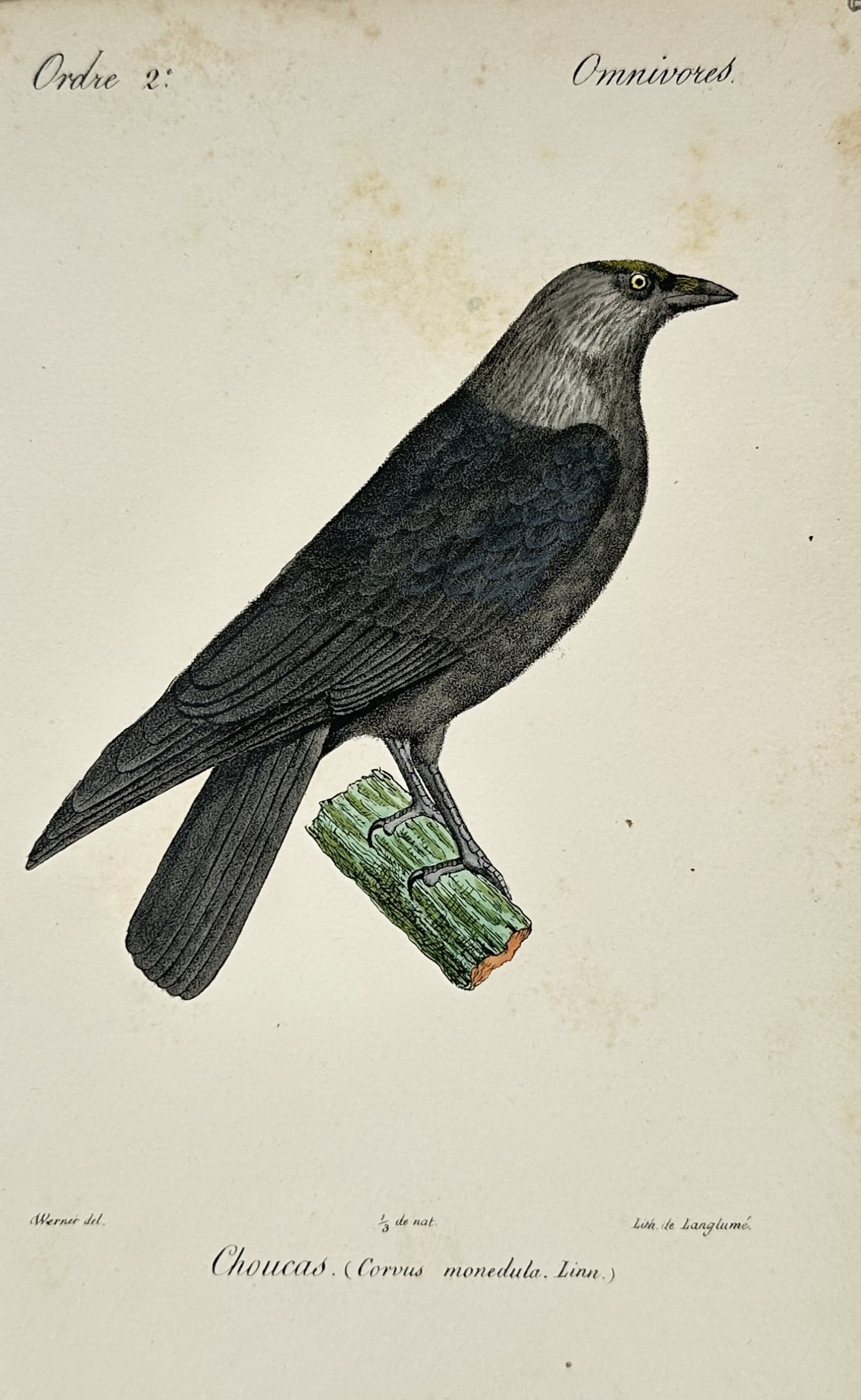 Jean-Charles Werner (1791–1849) – Western Jackdaw – Lithograph (Hand-coloured) (1820–1839): "Choucas" (Corvus monedula) illustrates a Western Jackdaw perched on a green branch, highlighting its characteristic silvery-grey nape and dark, metallic plumage. This hand-coloured lithograph is from