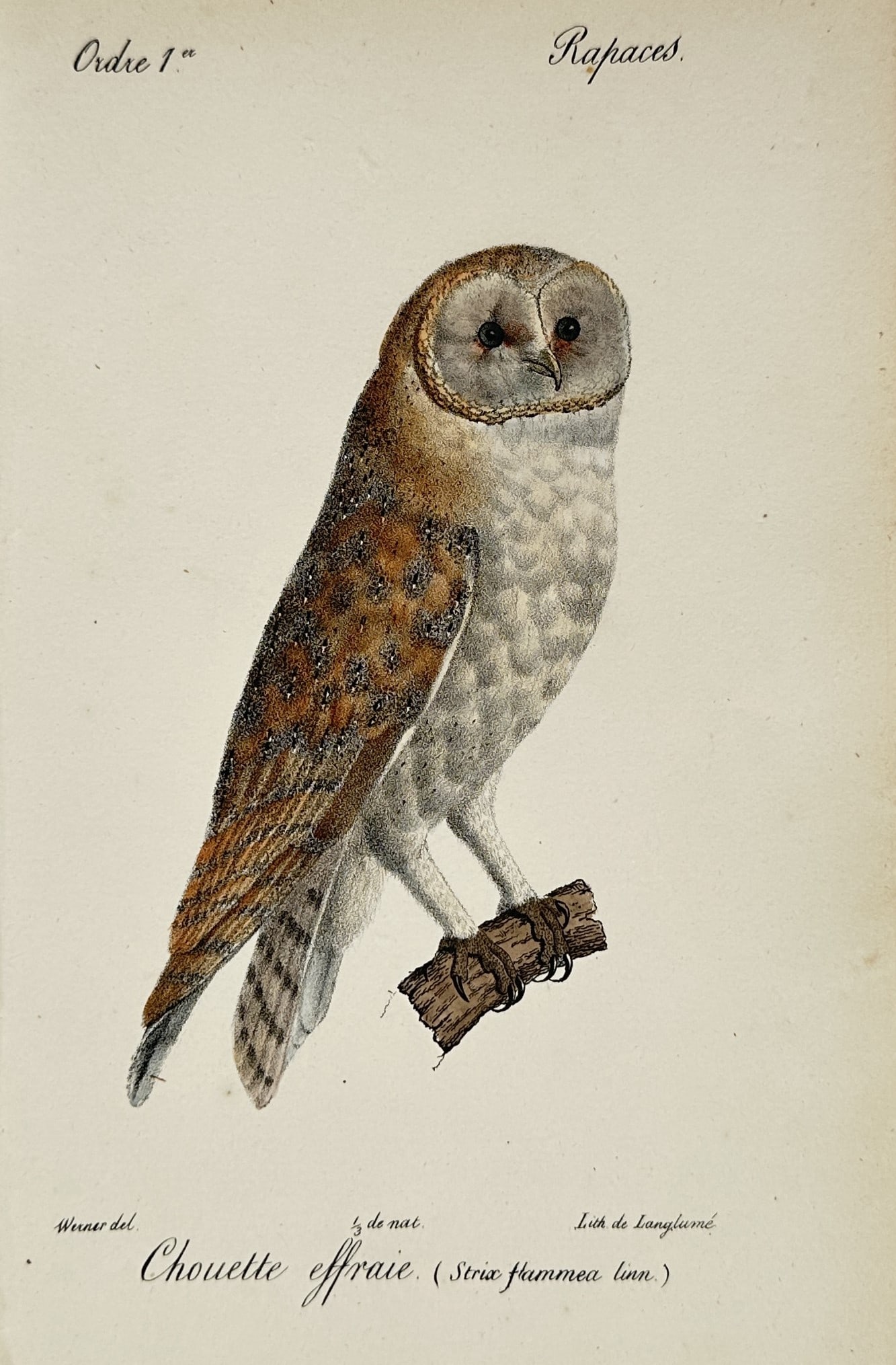 Jean-Charles Werner (1791–1849) – Barn Owl – Lithograph (Hand-coloured) (1820–1839) (1 of 2)