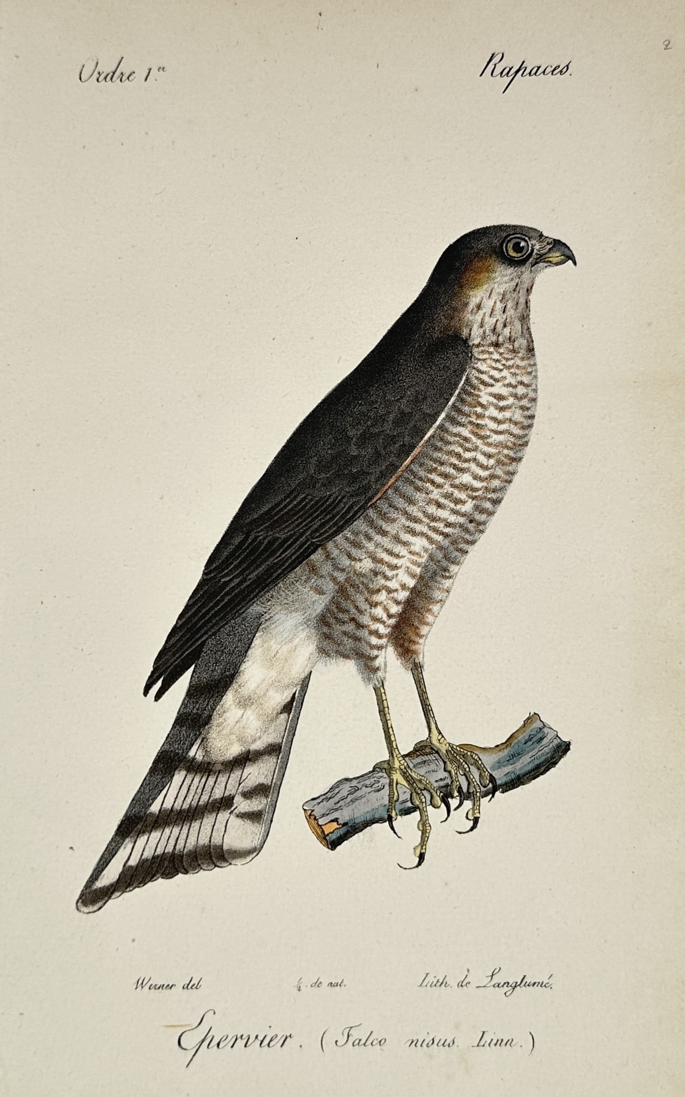 Jean-Charles Werner (1791–1849) – Eurasian Sparrowhawk – Lithograph (Hand-coloured) (1 of 2)