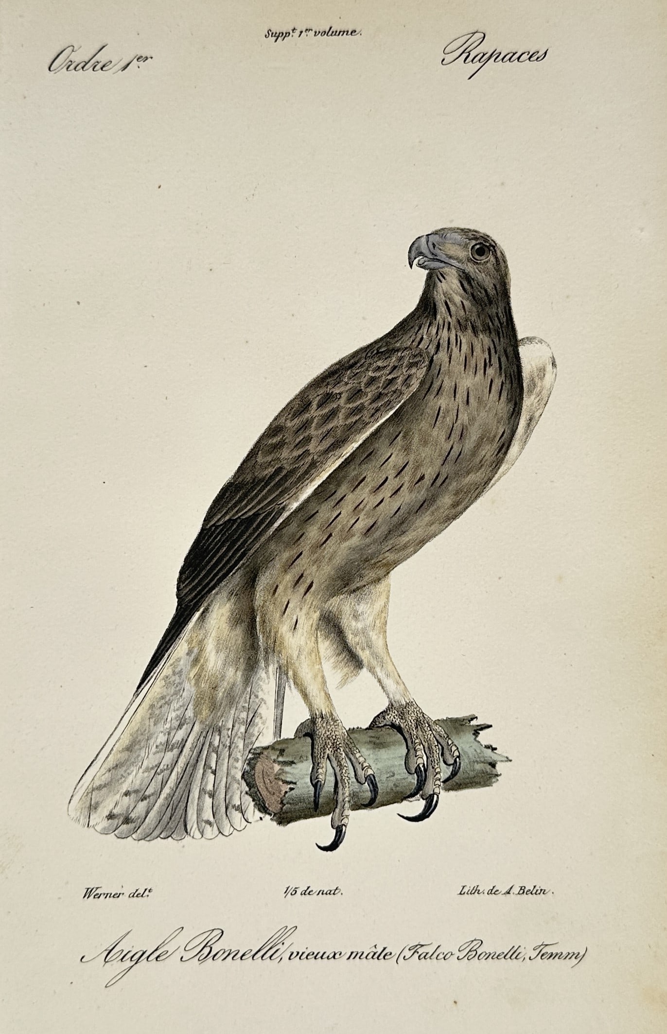 Jean-Charles Werner (1791–1849) – Bonelli's Eagle – Lithograph (Hand-coloured) (1820–1839) (1 of 2)