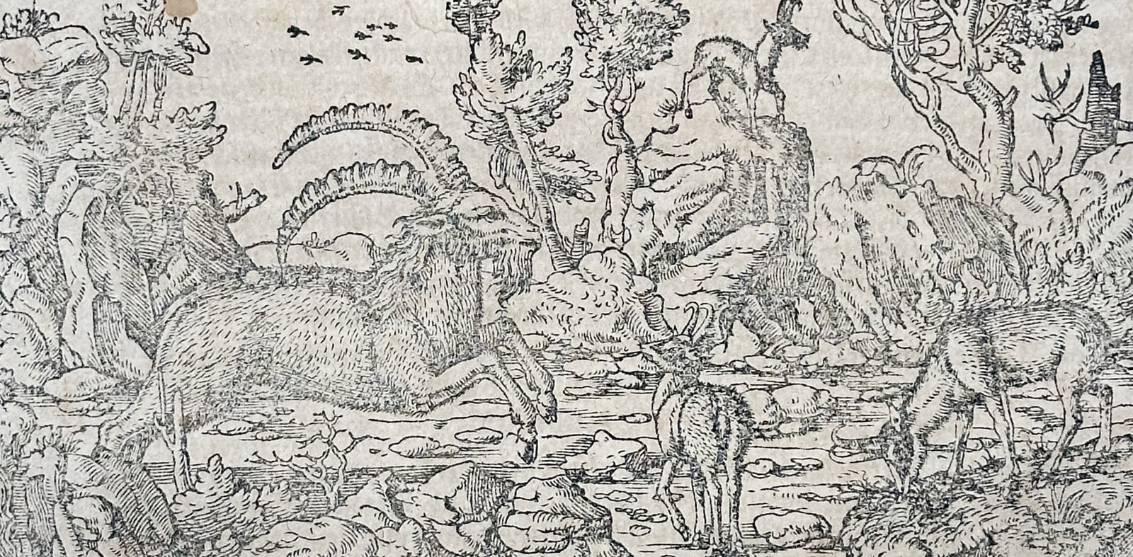 Sebastian Munster (1488–1552) – Alpine Wildlife with Ibex and Chamois – Woodcut (1550) (1 of 3)
