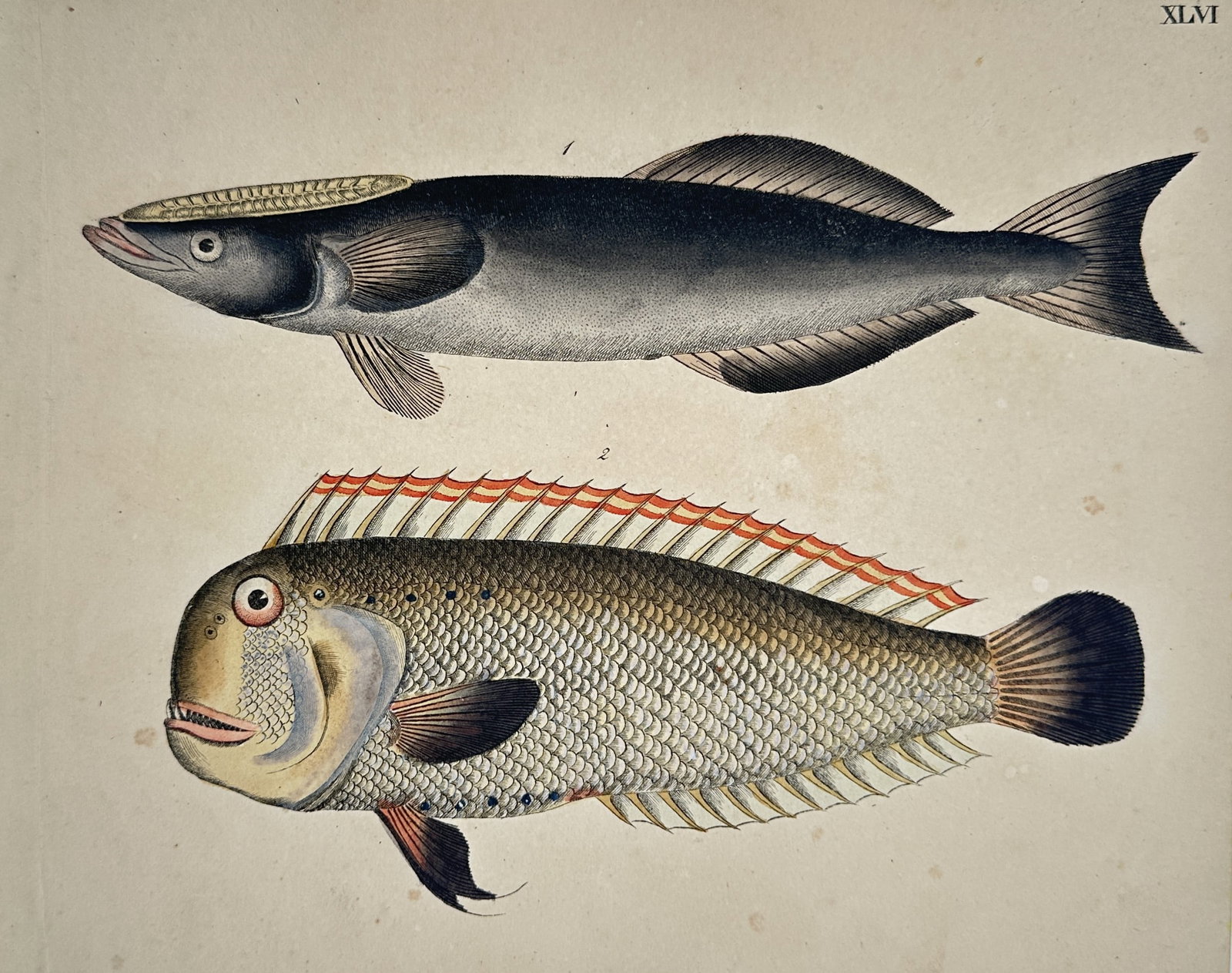 Friedrich Justin Bertuch – Remora and Pearly Razorfish – Etching (Hand-coloured) (1790–1830): "XLVI" illustrates two distinct marine fish species, showing a slender remora with its characteristic dorsal sucker-disc on top and a heavily scaled pearly razorfish with a prominent red-edged dorsal 