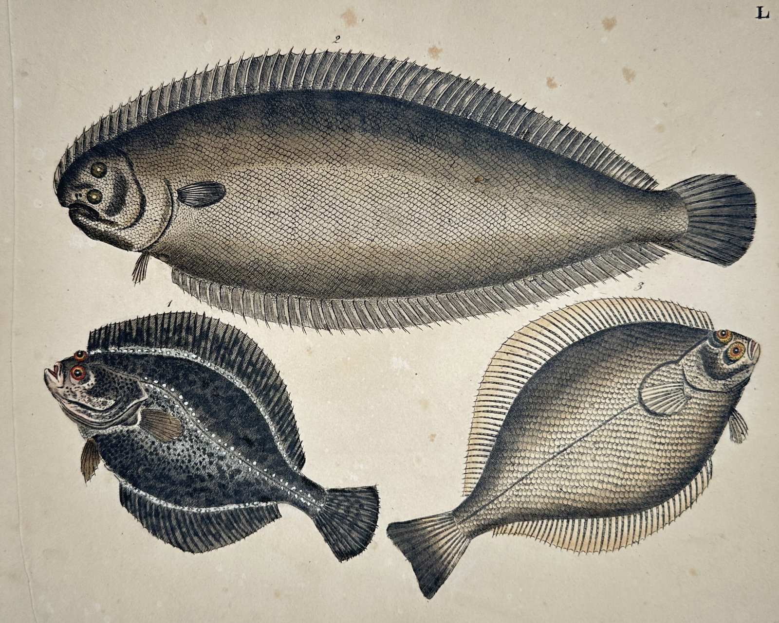 Friedrich Justin Bertuch – Various Flatfish Species – Etching (Hand-coloured) (1790–1830): "L" illustrates three distinct species of flatfish, showing a sole at the top along with a flounder and a plaice below, highlighting their characteristic asymmetrical bodies and eye placements. This h