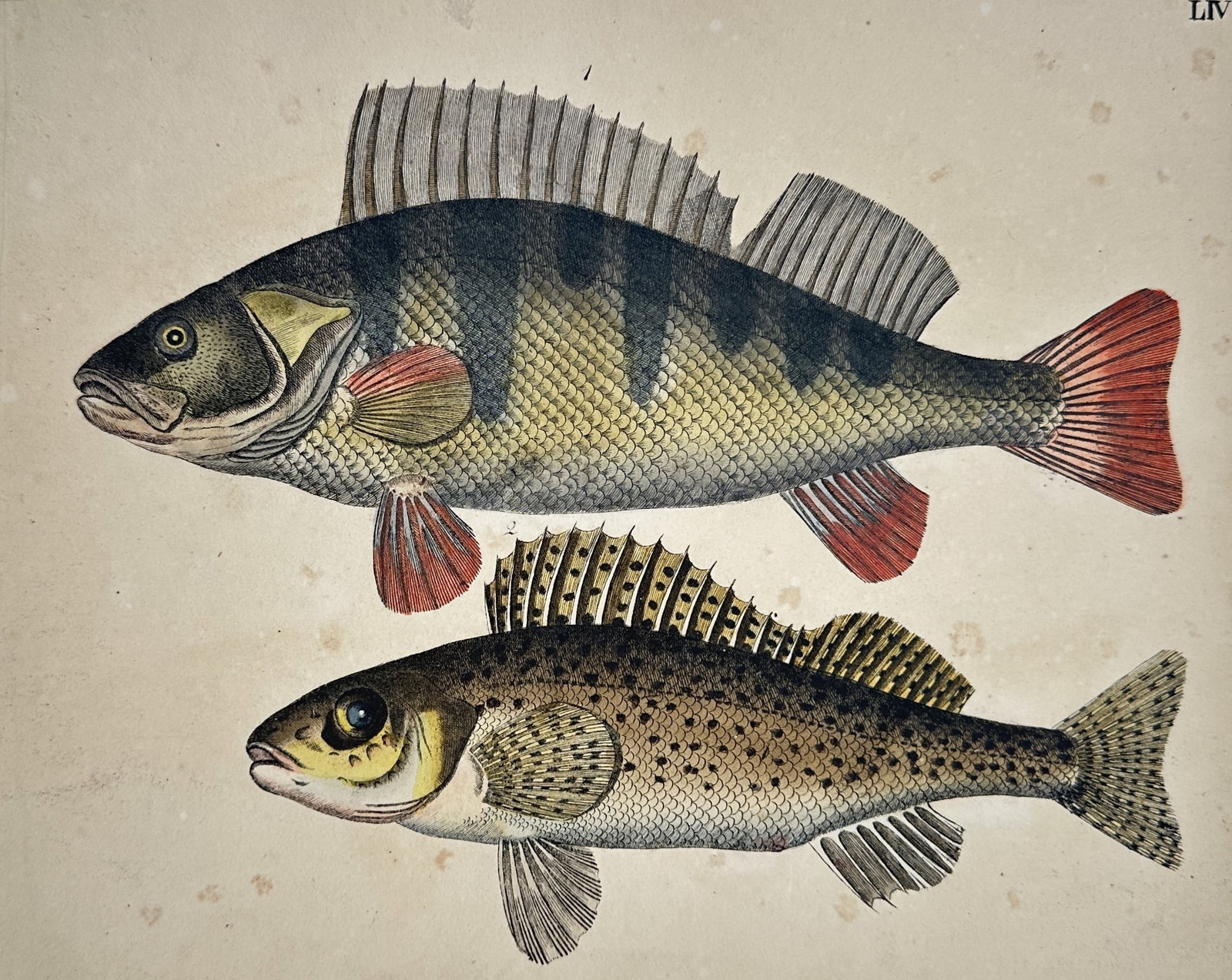 Friedrich Justin Bertuch – European Perch and Ruffe – Etching (Hand-coloured) (1790–1830): "LIV" illustrates two distinct freshwater fish species, displaying a European perch with its characteristic dark vertical bands and reddish fins at the top, and a speckled ruffe with its spiny dorsal 